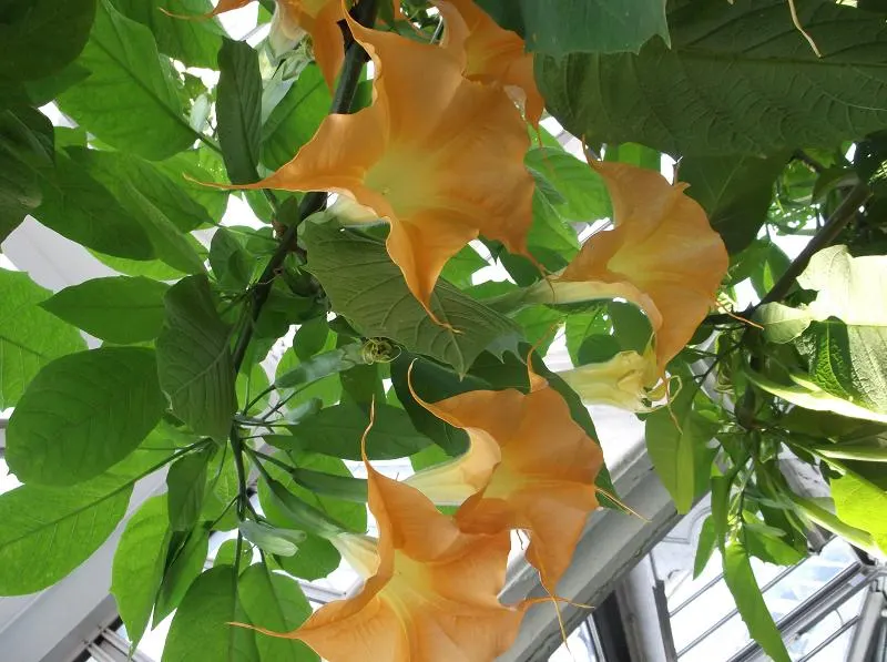 Angel's Trumpet (Brugmansia X 'Charles Grimaldi') — yellow flowers in the garden
