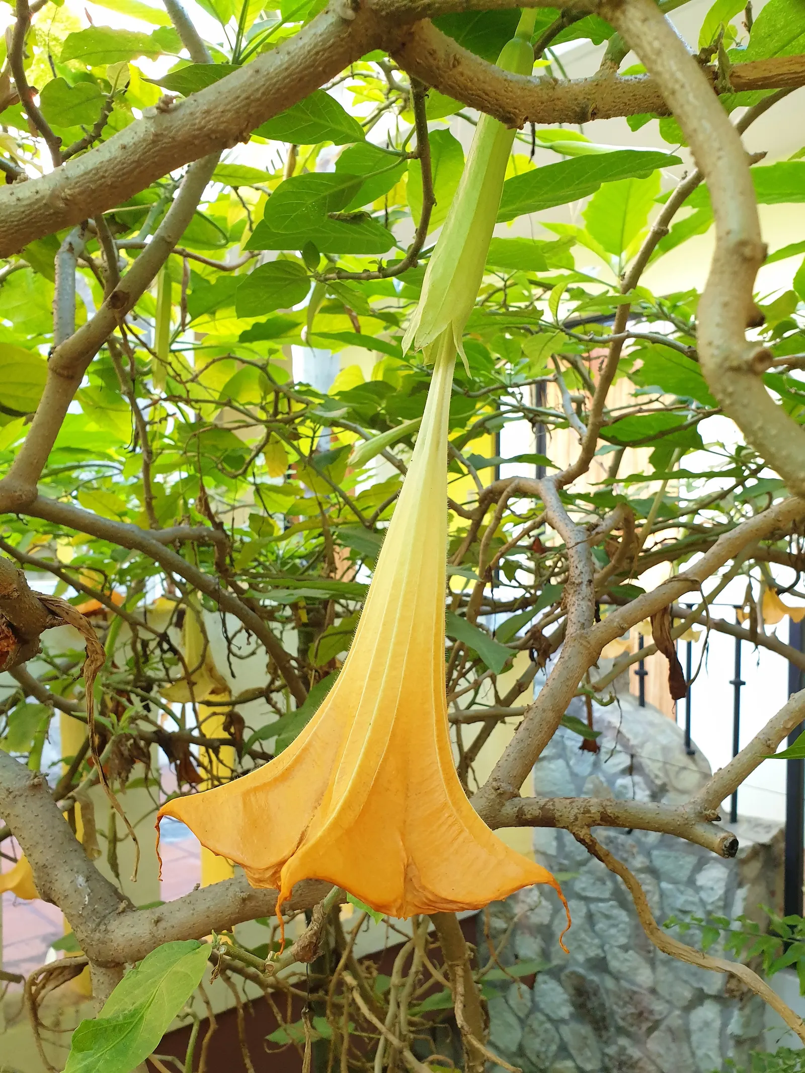 Angel's Trumpet (Brugmansia X 'Charles Grimaldi') — often reaching lengths of 6-8 inches.<br><br>For optimal growth; typically reaching 8-10 feet in height