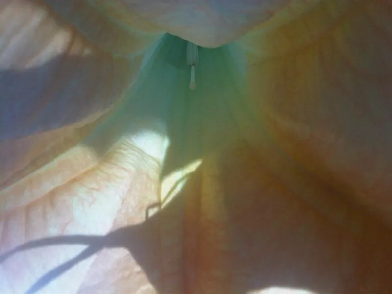 Angel's Trumpet (Brugmansia X 'Charles Grimaldi') — trumpet-shaped blooms up to 12 inches long; in areas with cold winters, image 53