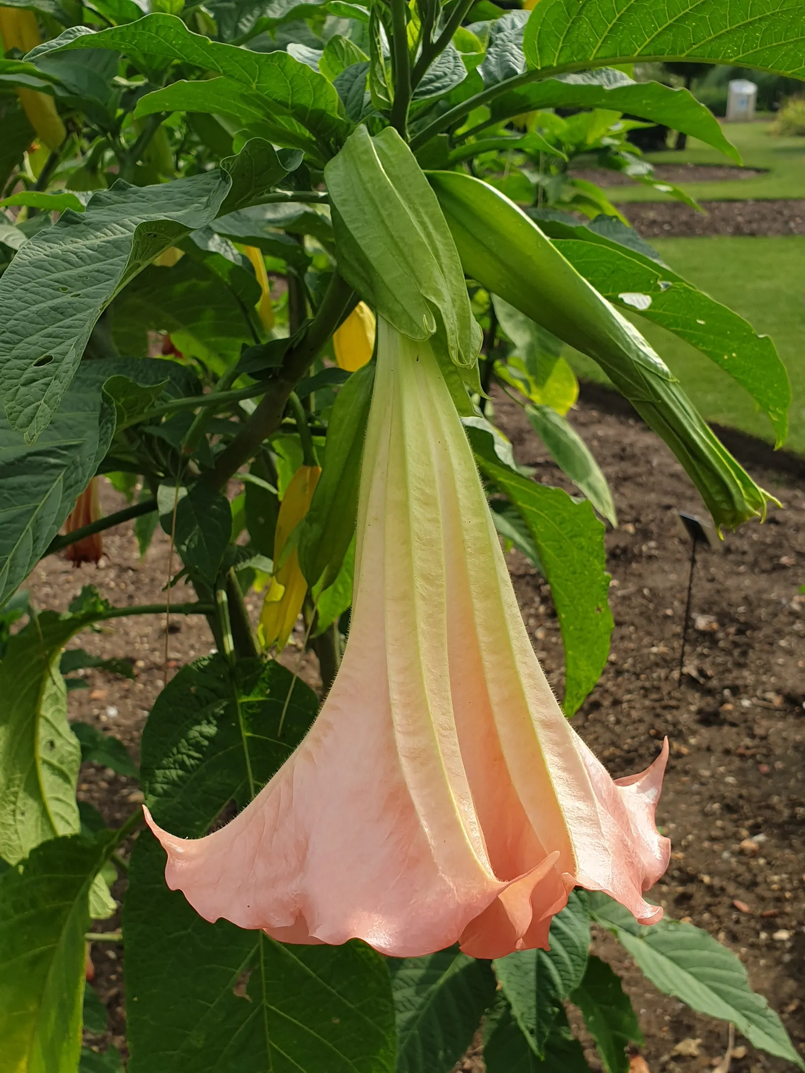 Angel's Trumpet (Brugmansia X 'Charles Grimaldi') — This perennial prefers full sun to partial shade and moist, well-drained soil