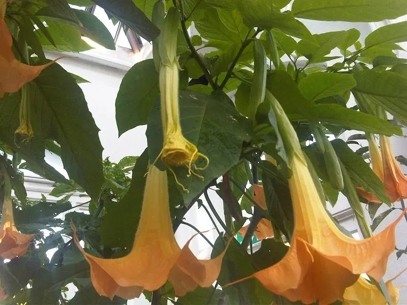 Angel's Trumpet (Brugmansia X 'Charles Grimaldi') — Ideal for focal points in warm-climate gardens; brugmansia 'Charles Grimaldi' is a showstopper that