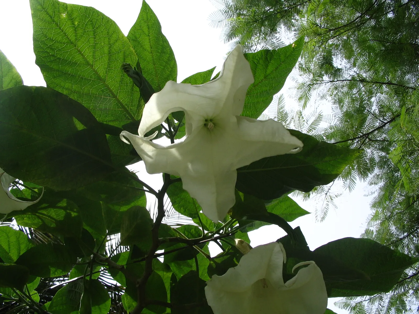 Angel's Trumpet (Brugmansia X 'Charles Grimaldi') — 'Charles Grimaldi' requires full sun to partial shade and well-draining soil; noted for its strikingly
