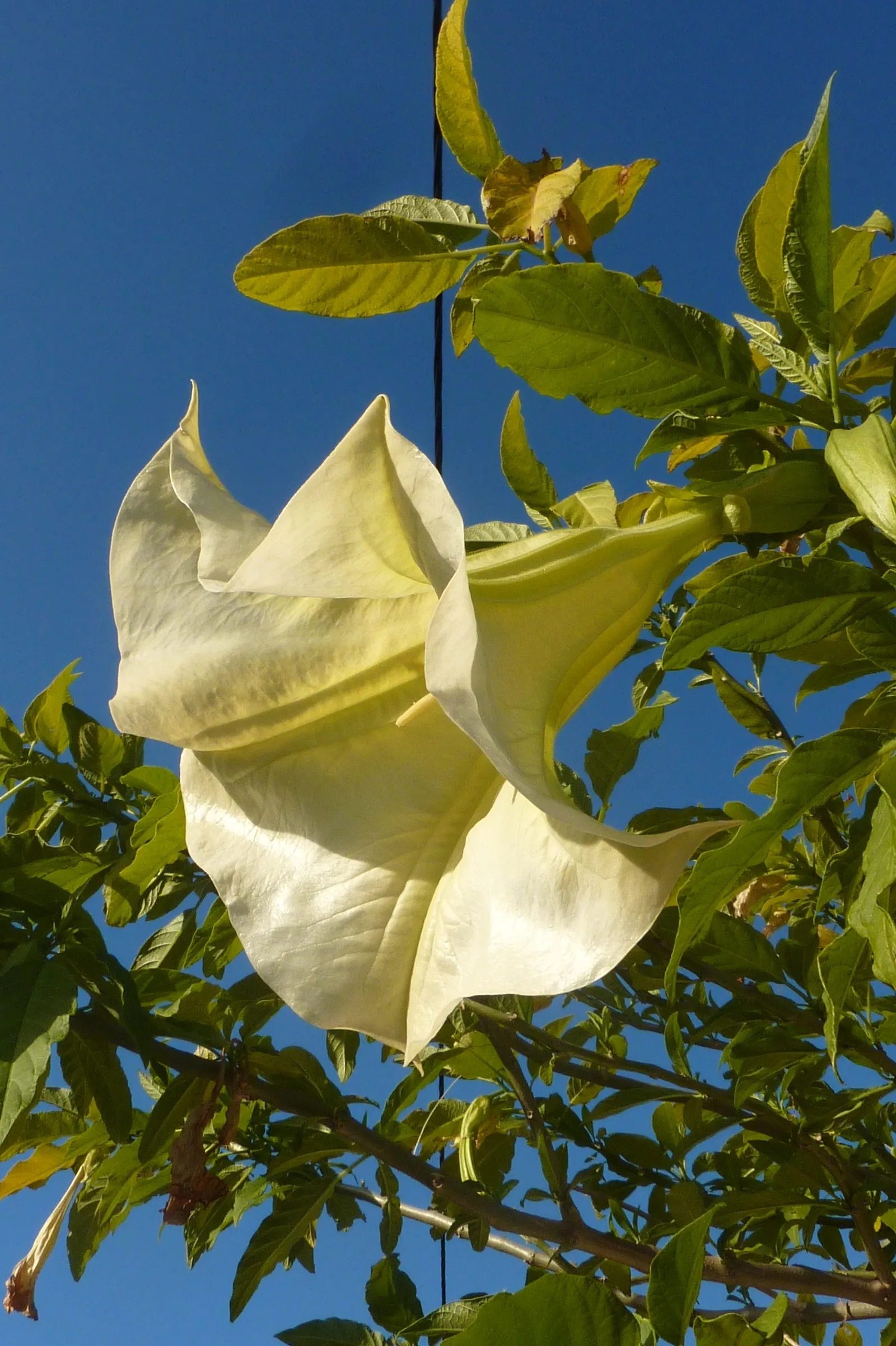 Angel's Trumpet (Brugmansia X 'Charles Grimaldi') — This cultivar produces trumpet-shaped blooms with a rich; it is a fast grower and can be susceptible to