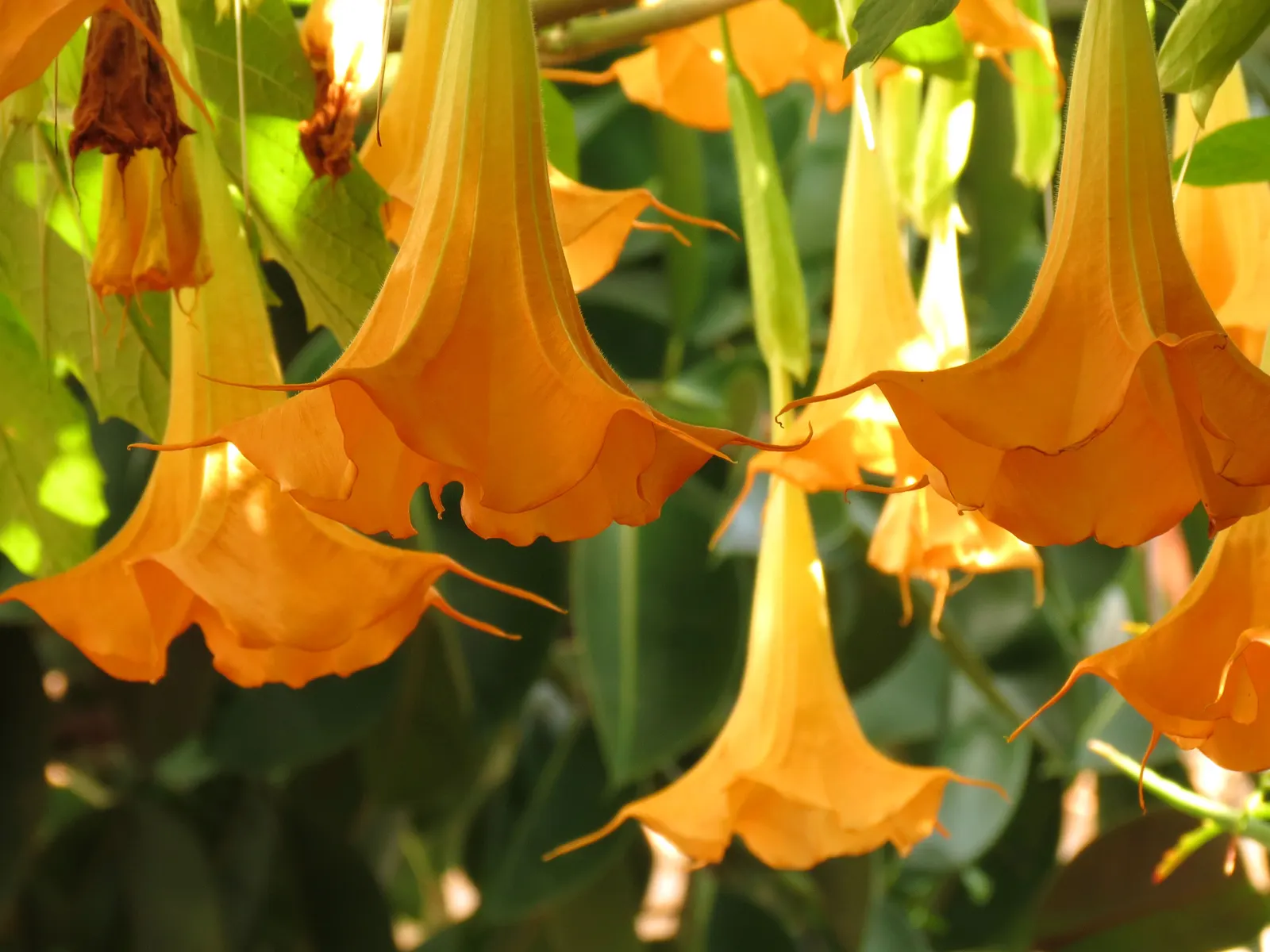 Angel's Trumpet (Brugmansia X 'Charles Grimaldi') — The bloom period extends from late spring until autumn