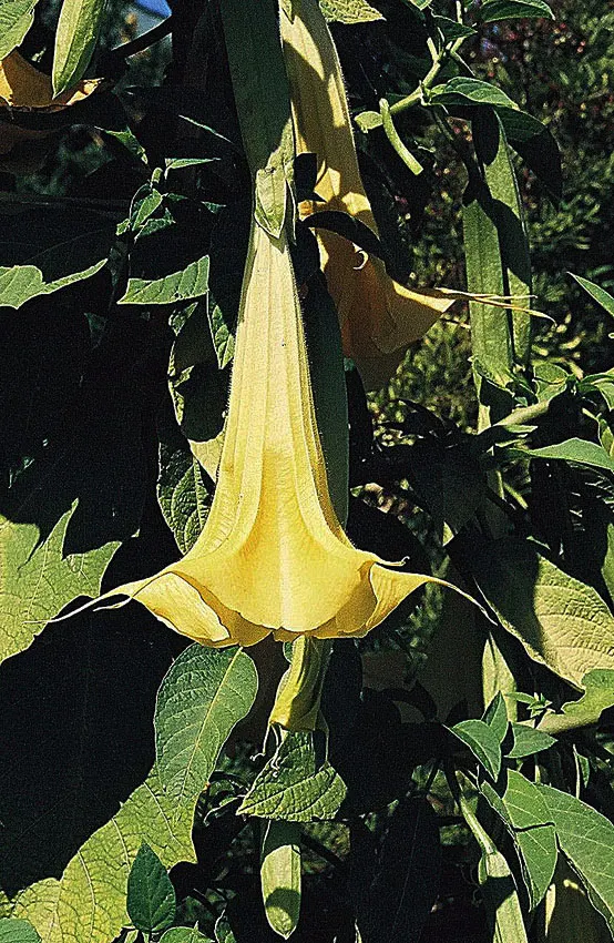Angel's Trumpet (Brugmansia X 'Charles Grimaldi') — This cultivar produces trumpet-shaped blooms with a rich