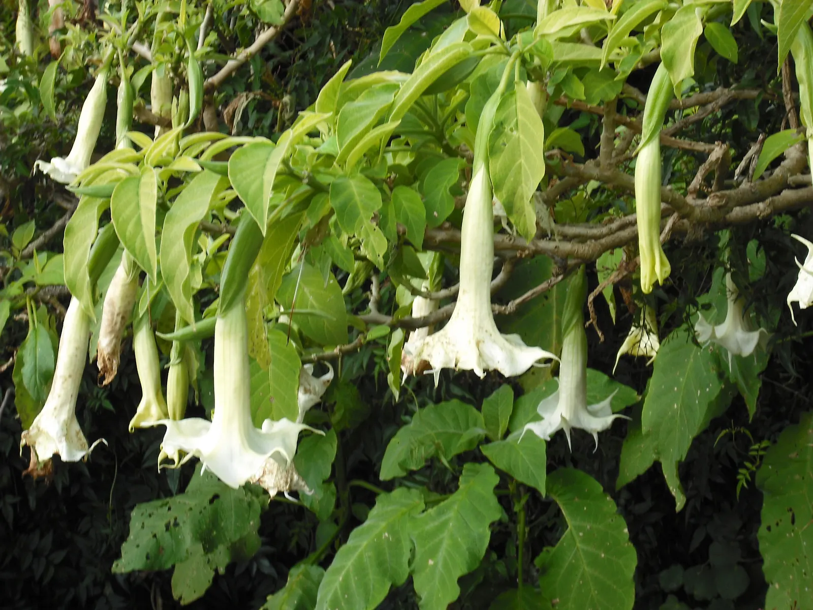 Angel's Trumpet (Brugmansia X 'Charles Grimaldi') — and it should be placed with care if children or pets frequent the garden