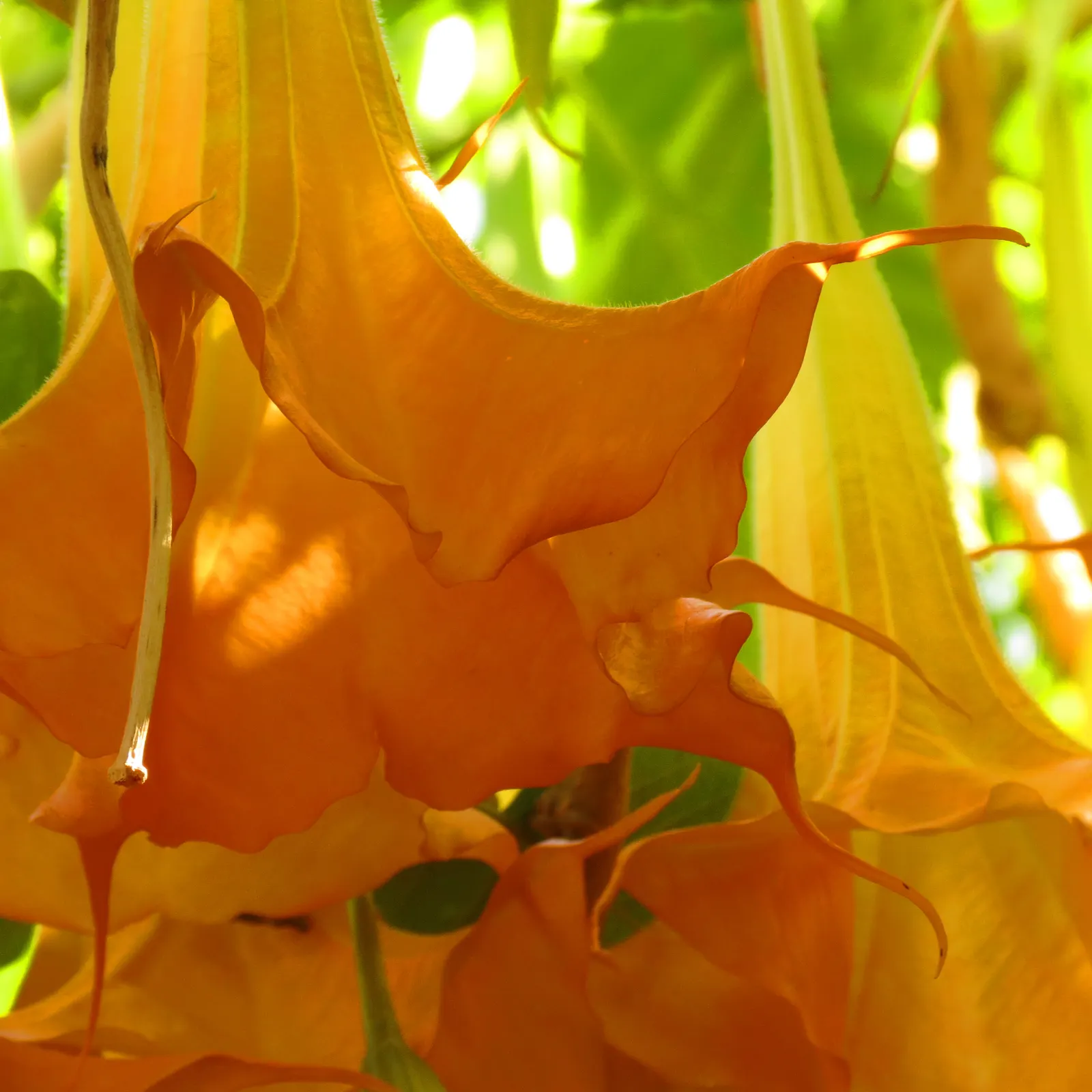 Angel's Trumpet (Brugmansia X 'Charles Grimaldi') — Ideal for focal points in warm-climate gardens