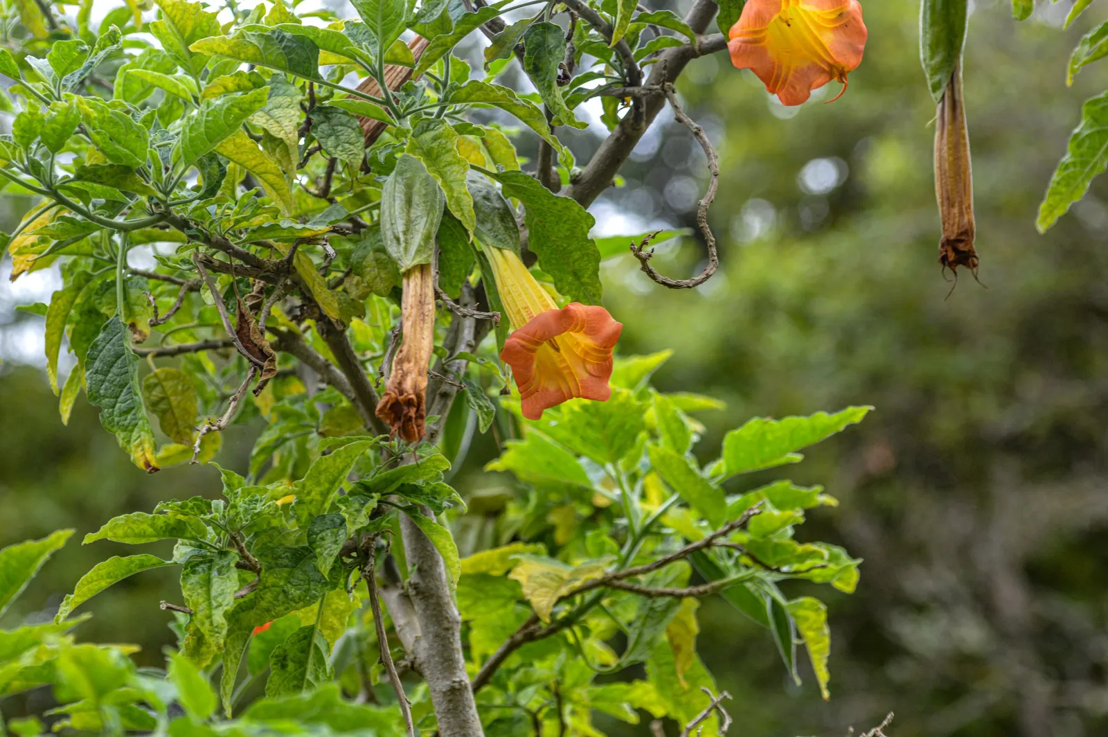 Angel's Trumpet (Brugmansia X 'Charles Grimaldi') — shrub for full or half
