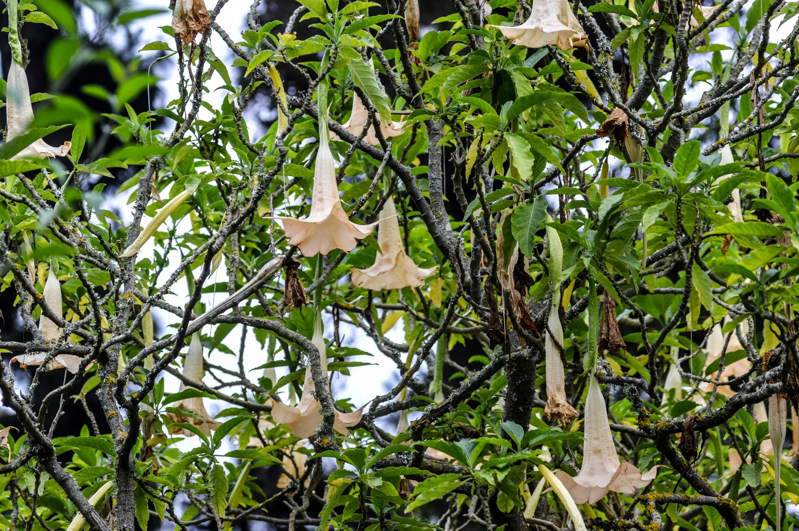Angel's Trumpet (Brugmansia X 'Charles Grimaldi') — Ideal for focal points in warm-climate gardens; brugmansia 'Charles Grimaldi' is a showstopper, image 57