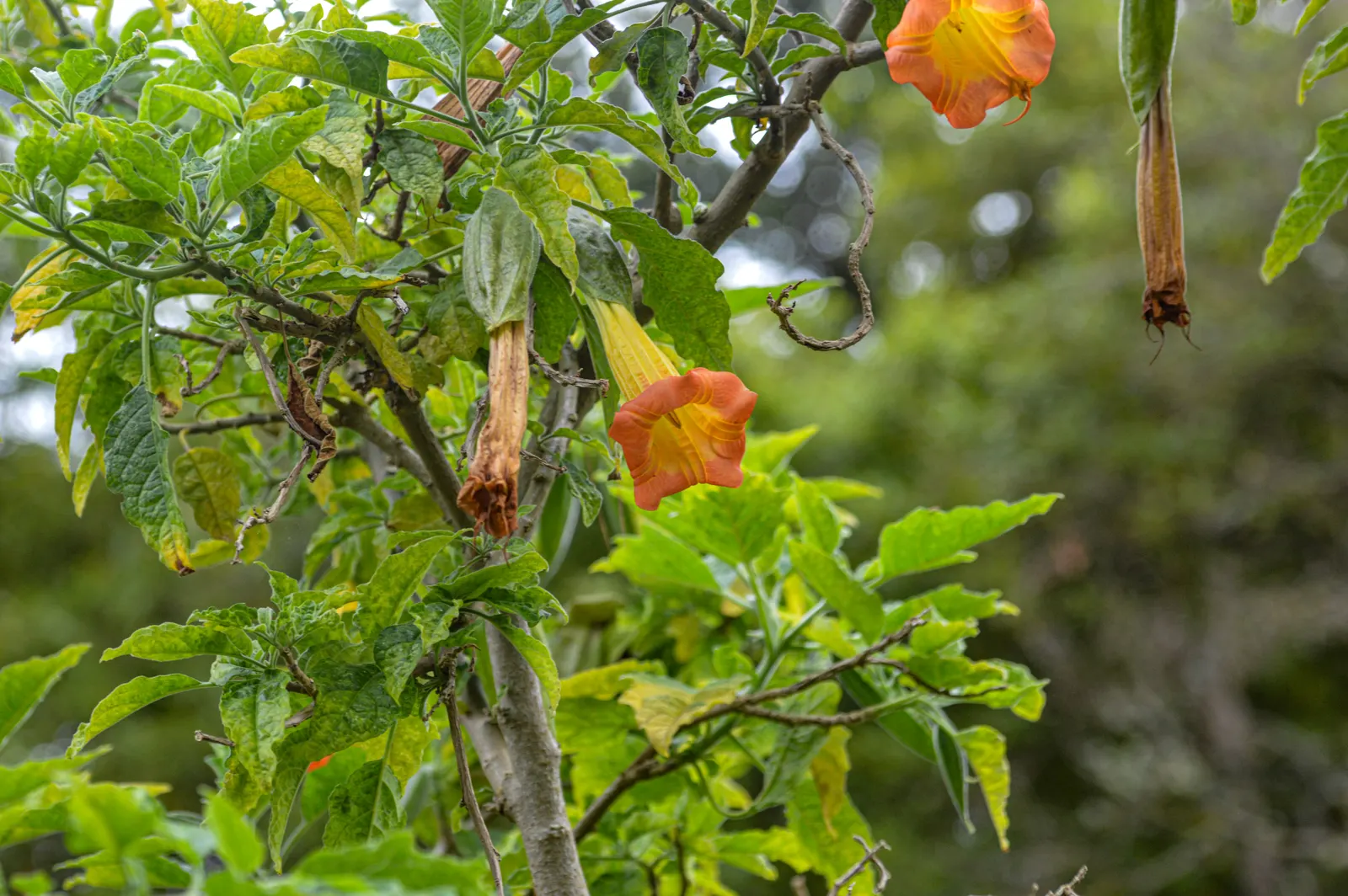 Angel's Trumpet (Brugmansia X 'Charles Grimaldi') — noted for its strikingly large and fragrant