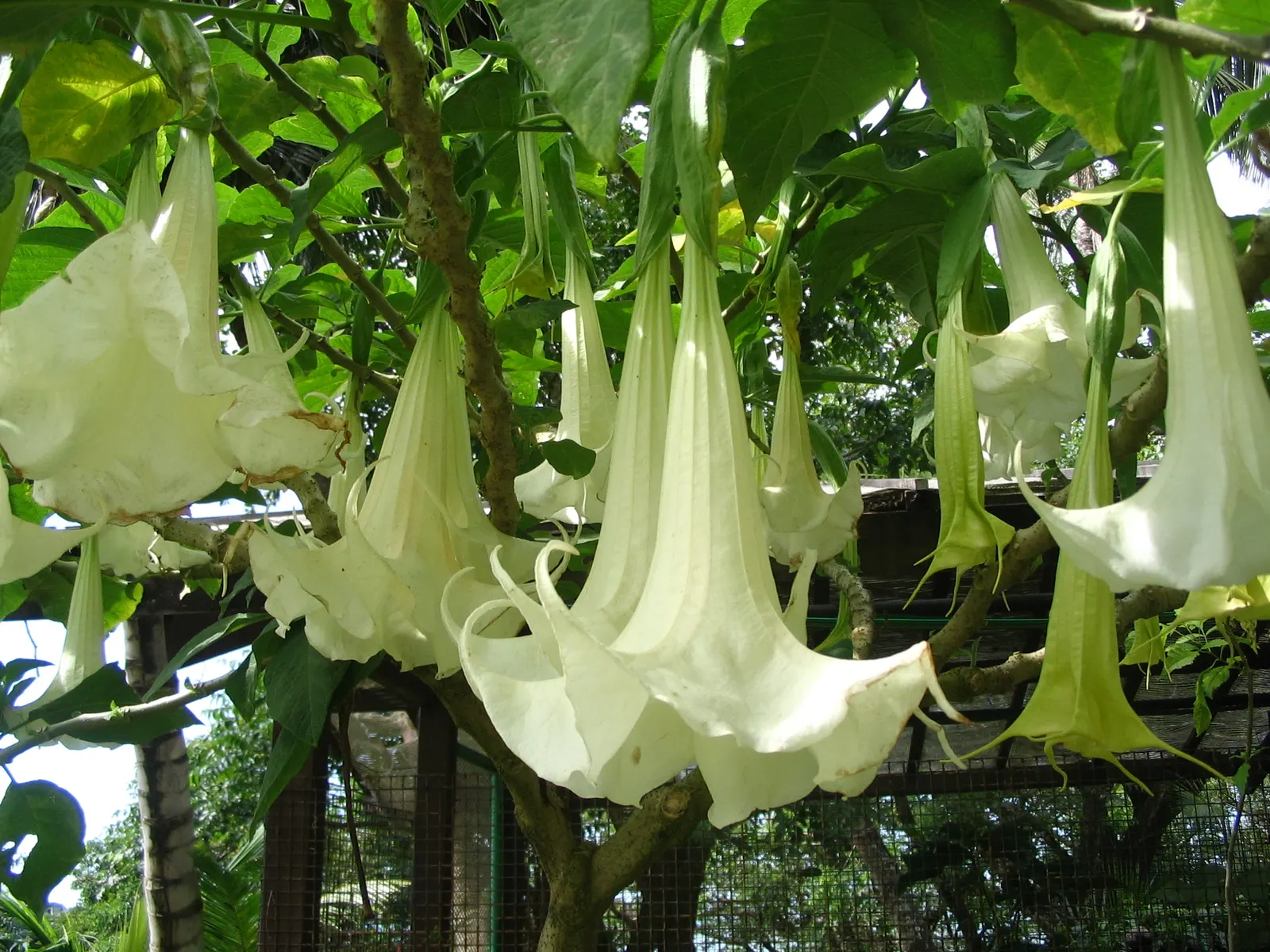 Angel's Trumpet (Brugmansia X 'Charles Grimaldi') — and it should be placed with care if children or pets frequent the garden; this perennial prefers full sun