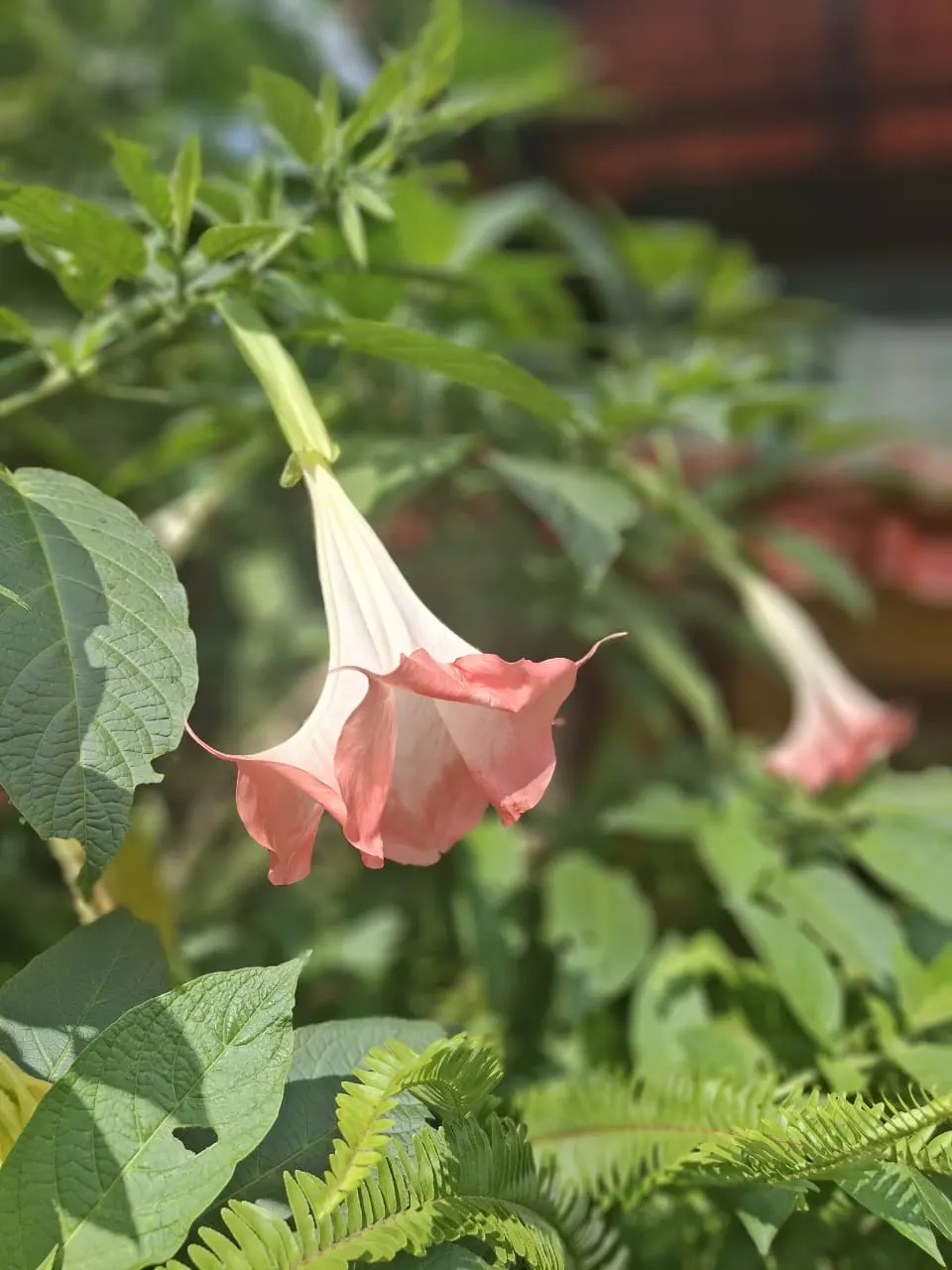 Angel's Trumpet (Brugmansia X 'Charles Grimaldi') — apricot-yellow hue that can be up to 12 inches long and 7 inches wide at the opening; shrub with yellow