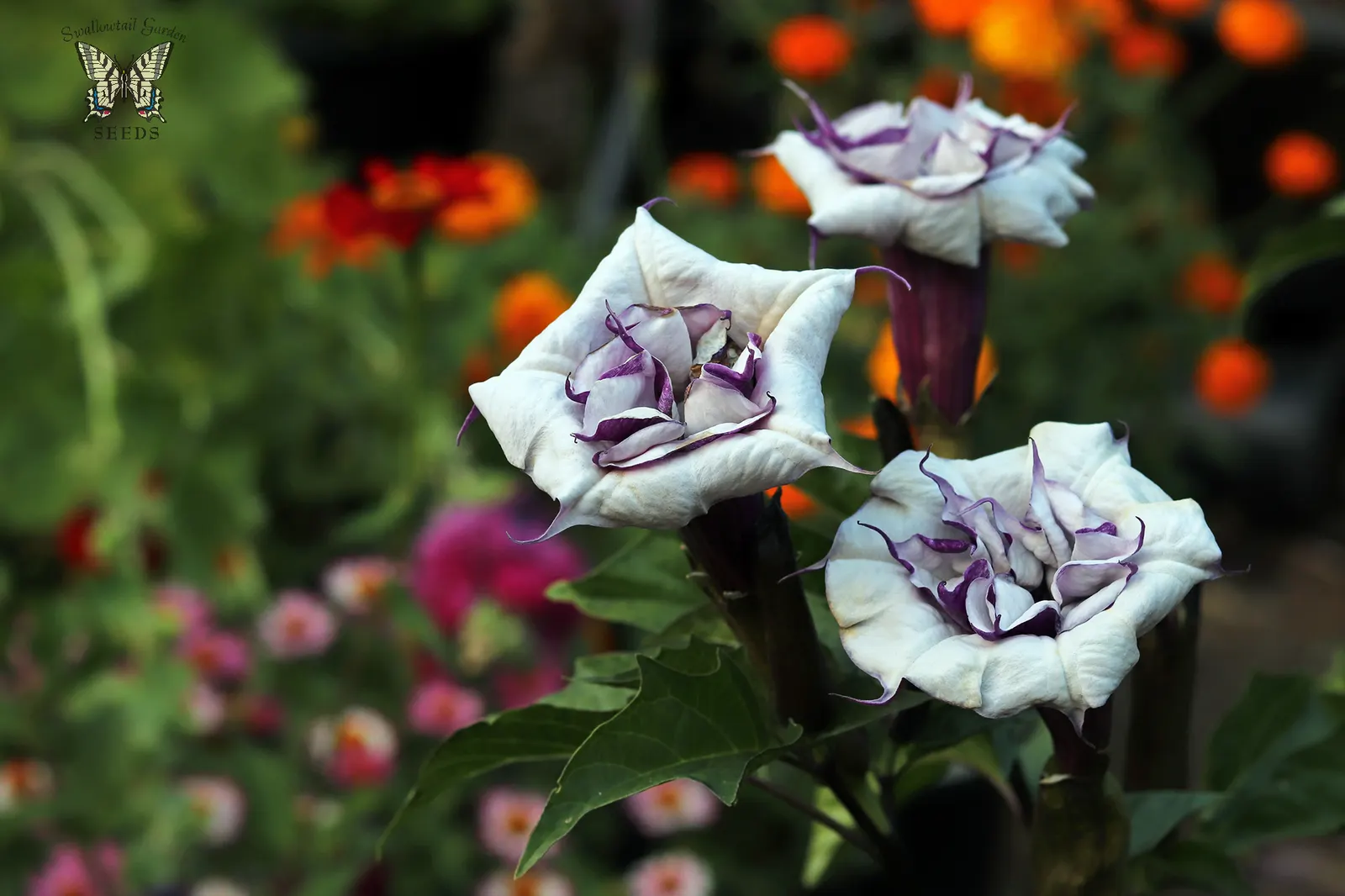 Angel's Trumpet (Brugmansia X 'Charles Grimaldi') — Handle with care, as all parts are toxic if ingested; spade-shaped foliage that offers a lush backdrop to