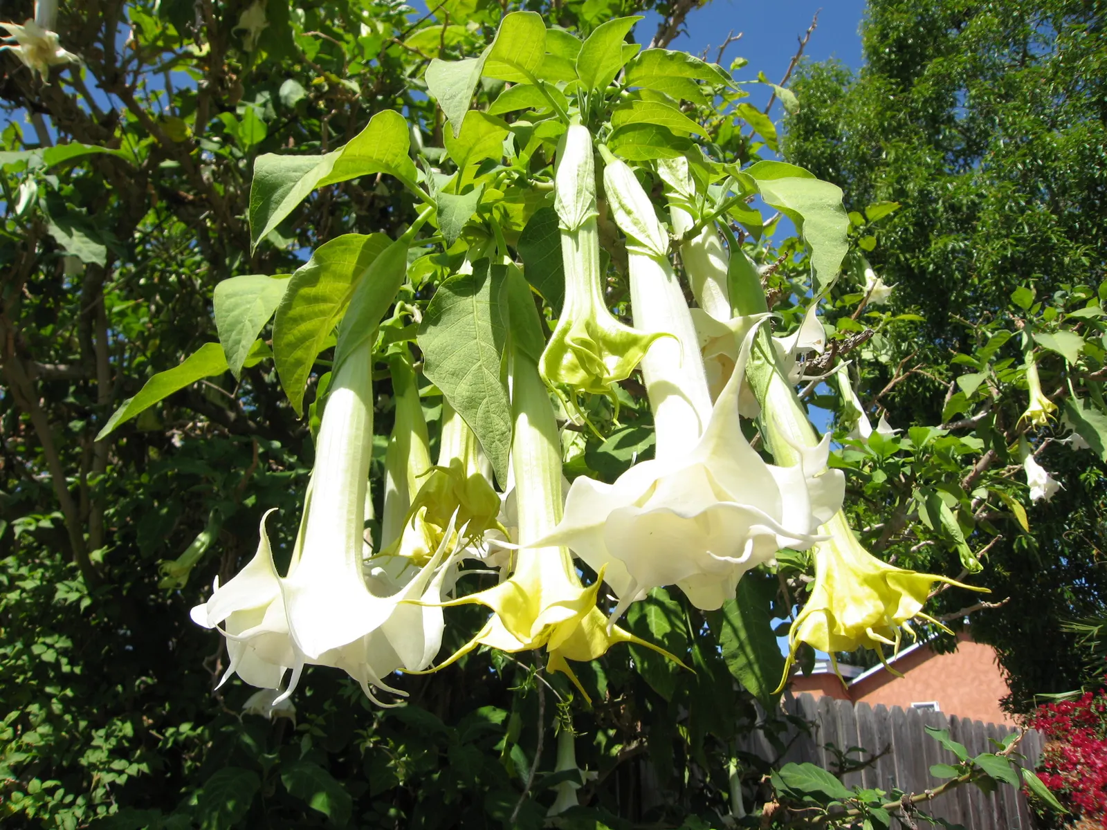 Angel's Trumpet (Brugmansia X 'Charles Grimaldi') — spade-shaped foliage that offers a lush backdrop to its floral showcase; offering dramatic flair to