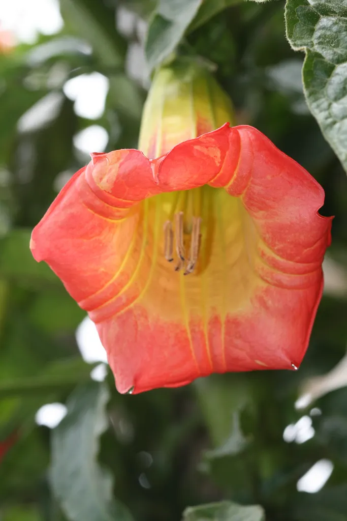 Angel's Trumpet (Brugmansia X 'Charles Grimaldi') — adding a dynamic layer of interaction to the garden ecosystem; commonly known as Angel's Trumpet