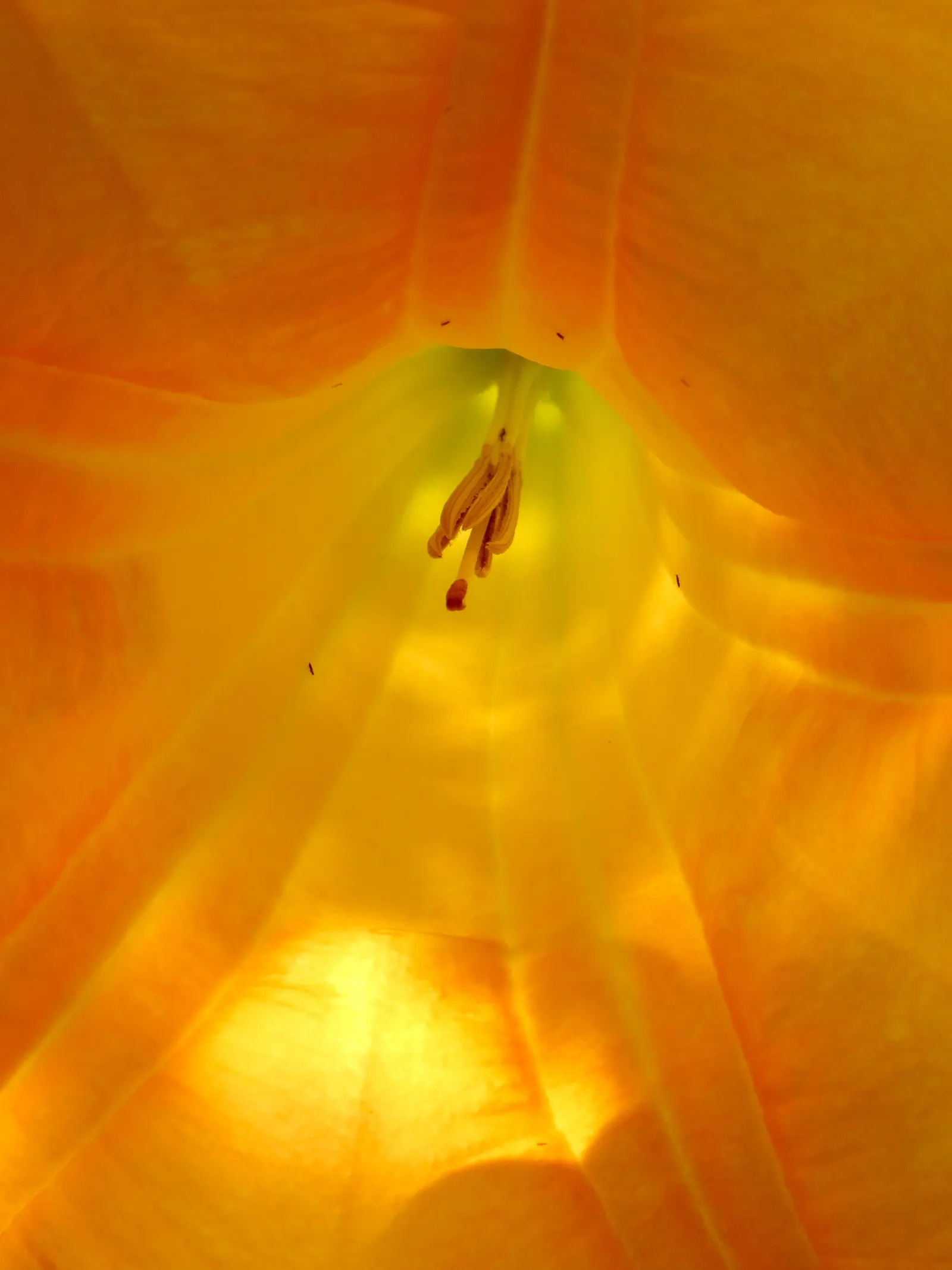 Angel's Trumpet (Brugmansia X 'Charles Grimaldi') — Handle with care, as all parts are toxic if ingested; spade-shaped foliage that offers a lush, image 56