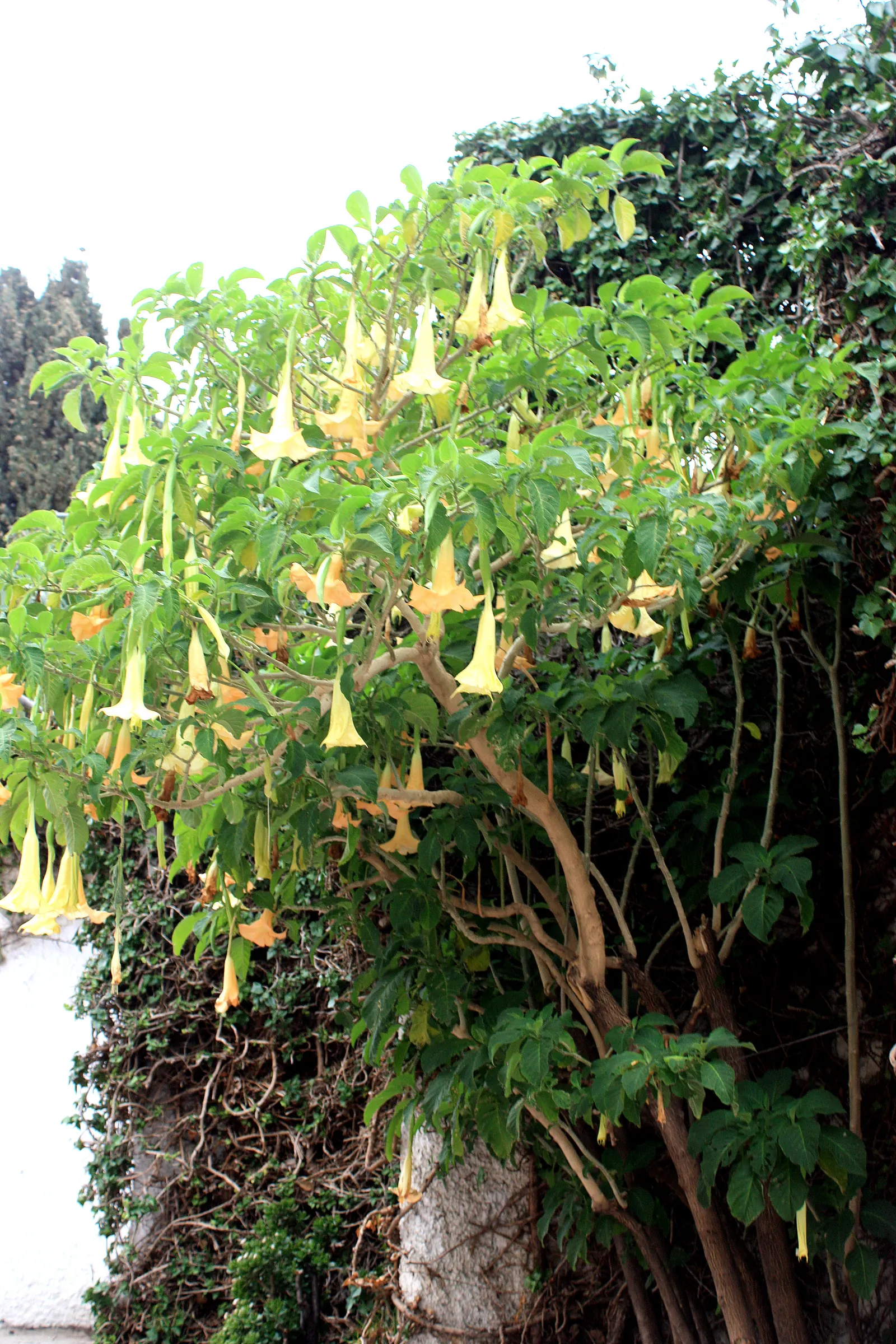 Angel's Trumpet (Brugmansia X 'Charles Grimaldi') — in a stunning golden-yellow hue; shrub for full or half