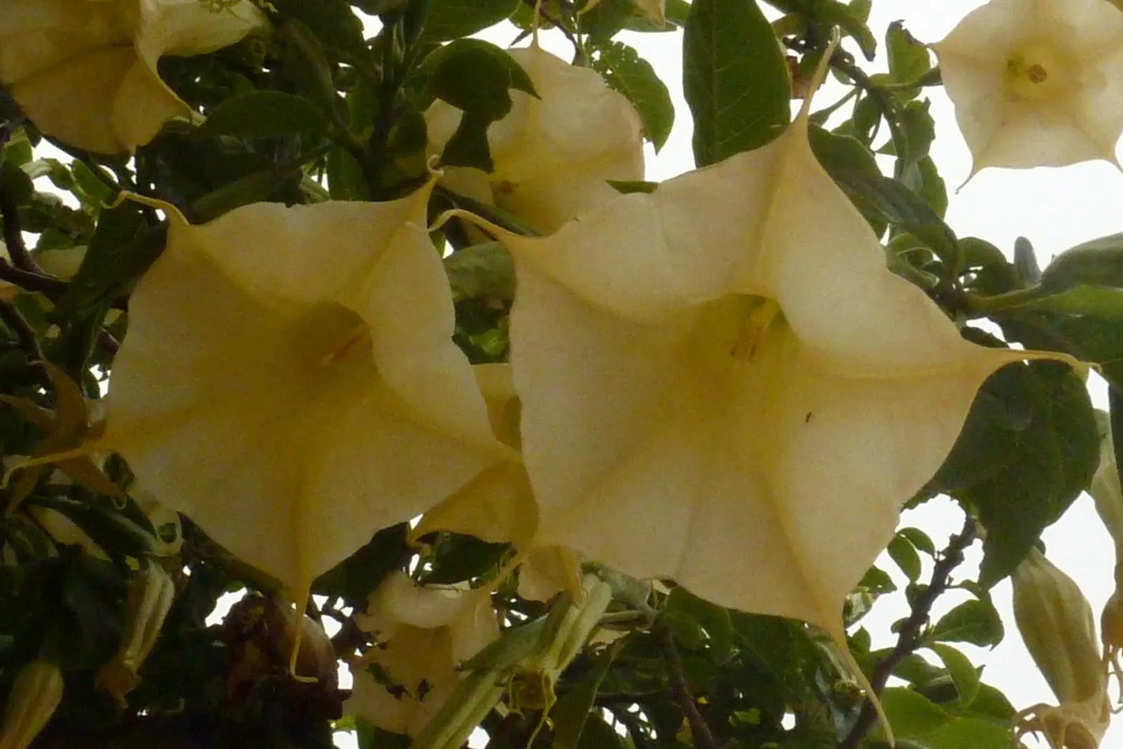 Angel's Trumpet (Brugmansia X 'Charles Grimaldi') — It is a fast grower and can be susceptible to frost; 'Charles Grimaldi' requires full sun to partial shade