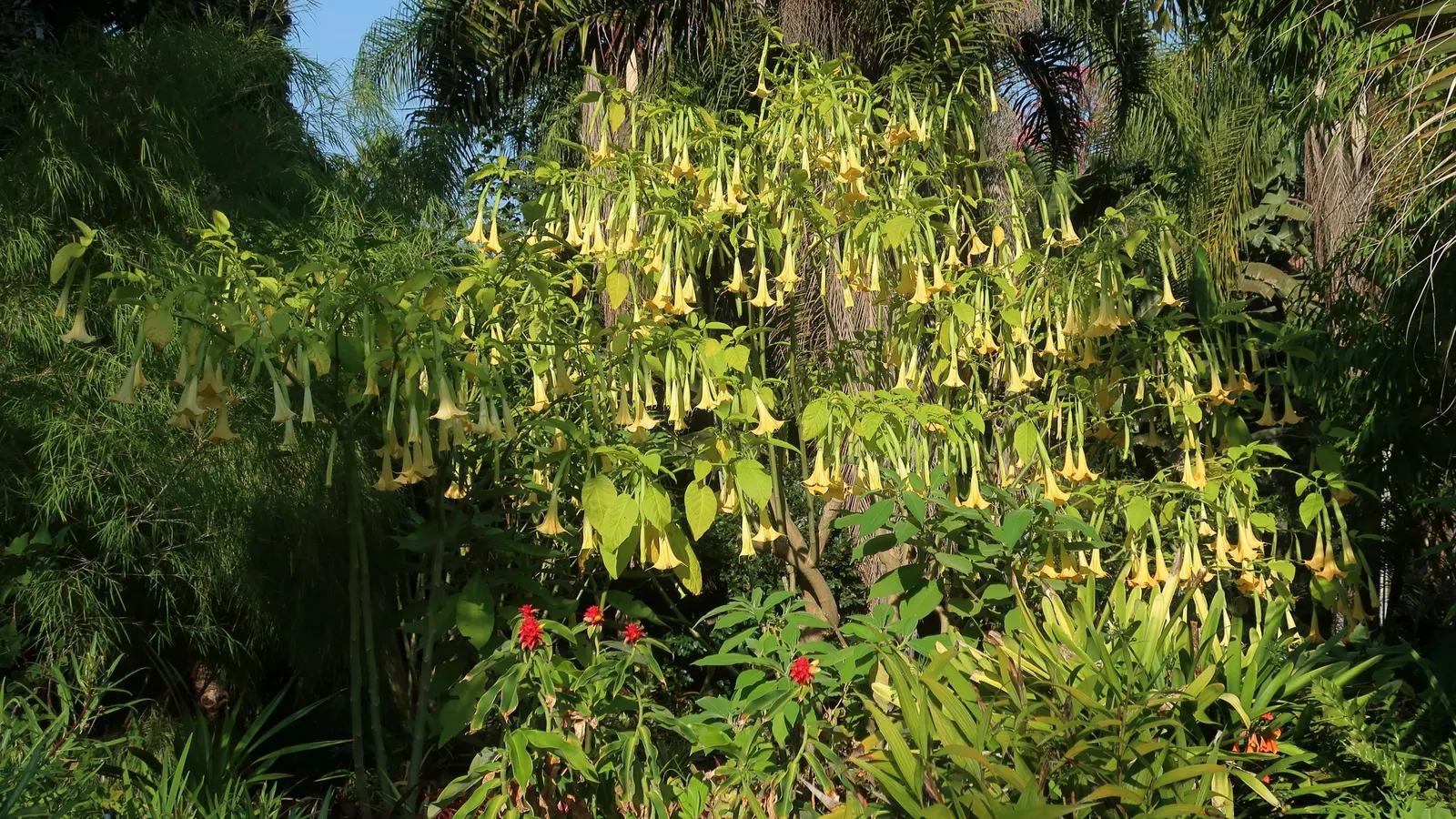 Angel's Trumpet (Brugmansia X 'Charles Grimaldi') — is a mesmerizing addition to any landscape; trumpet-shaped blooms up to 12 inches long, image 58
