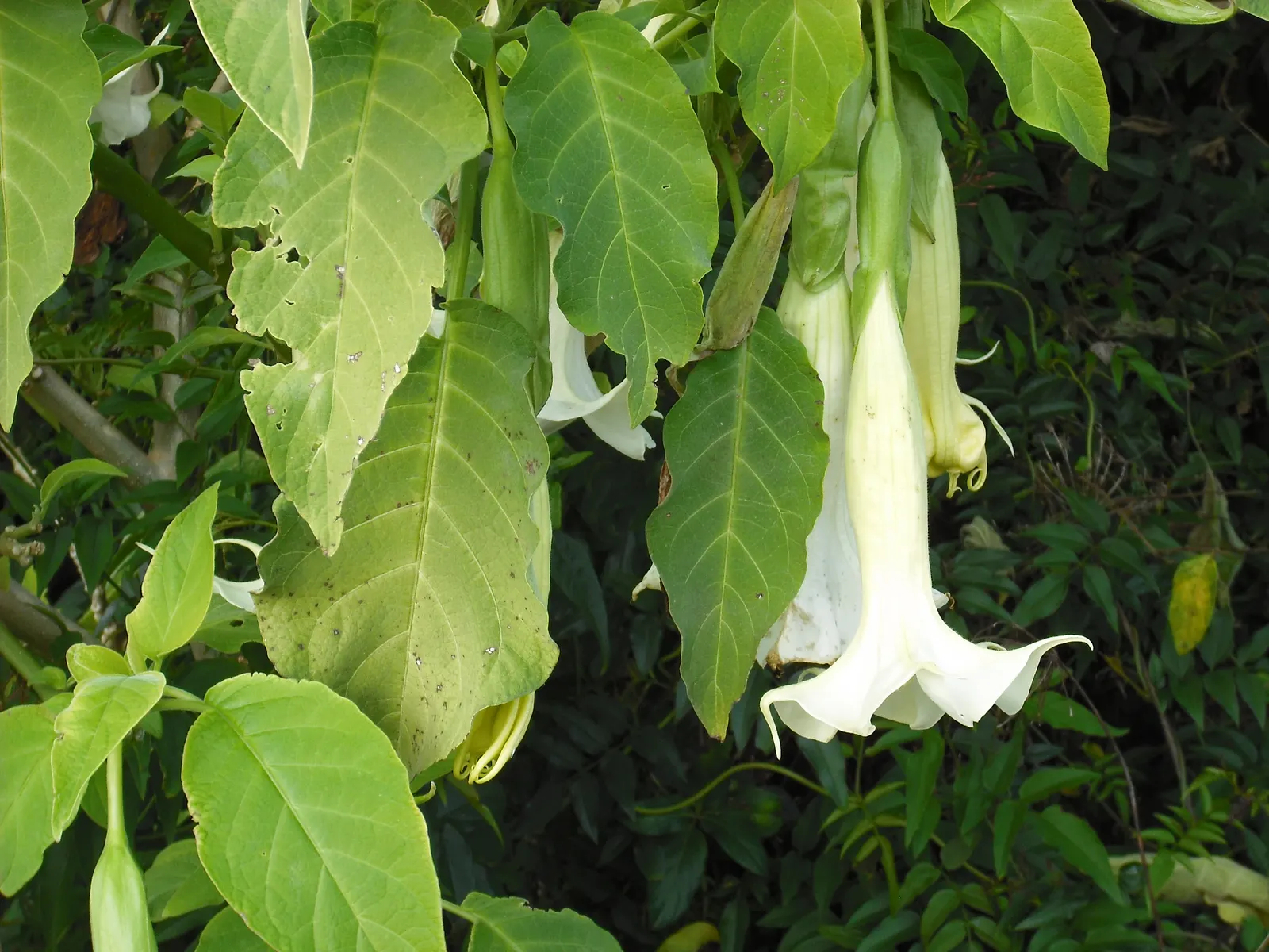 Angel's Trumpet (Brugmansia X 'Charles Grimaldi') — shrub with yellow blooms