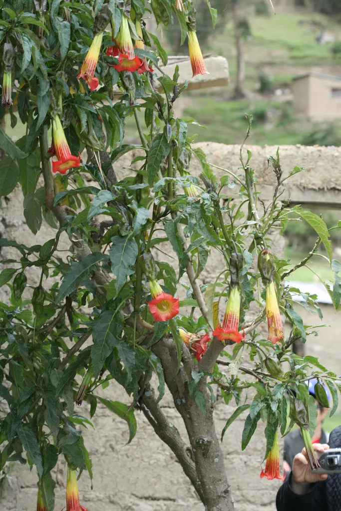Angel's Trumpet (Brugmansia X 'Charles Grimaldi') — this semi-woody shrub or small tree showcases dense