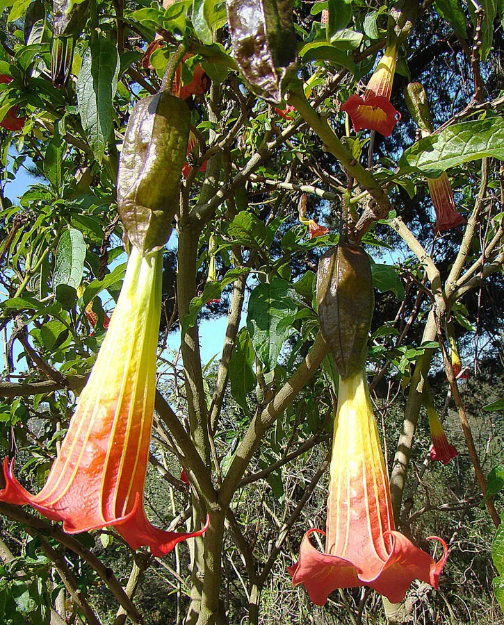 Angel's Trumpet (Brugmansia X 'Charles Grimaldi') — in a stunning golden-yellow hue