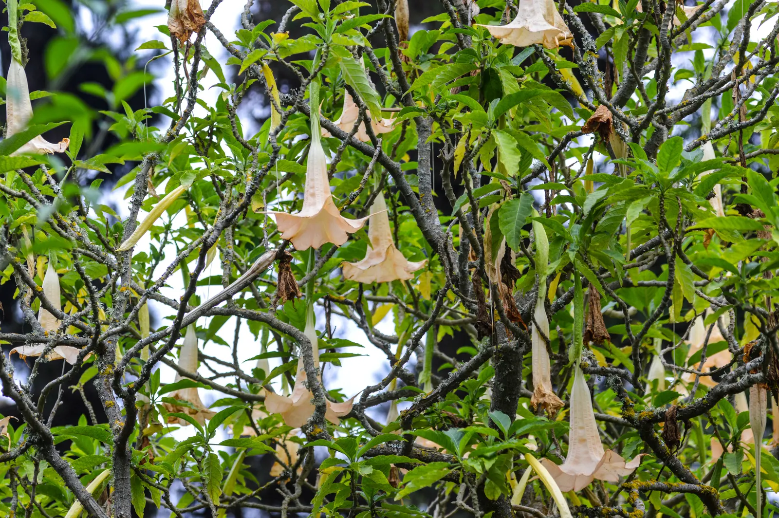 Angel's Trumpet (Brugmansia X 'Charles Grimaldi') — adding a dynamic layer of interaction to the garden ecosystem
