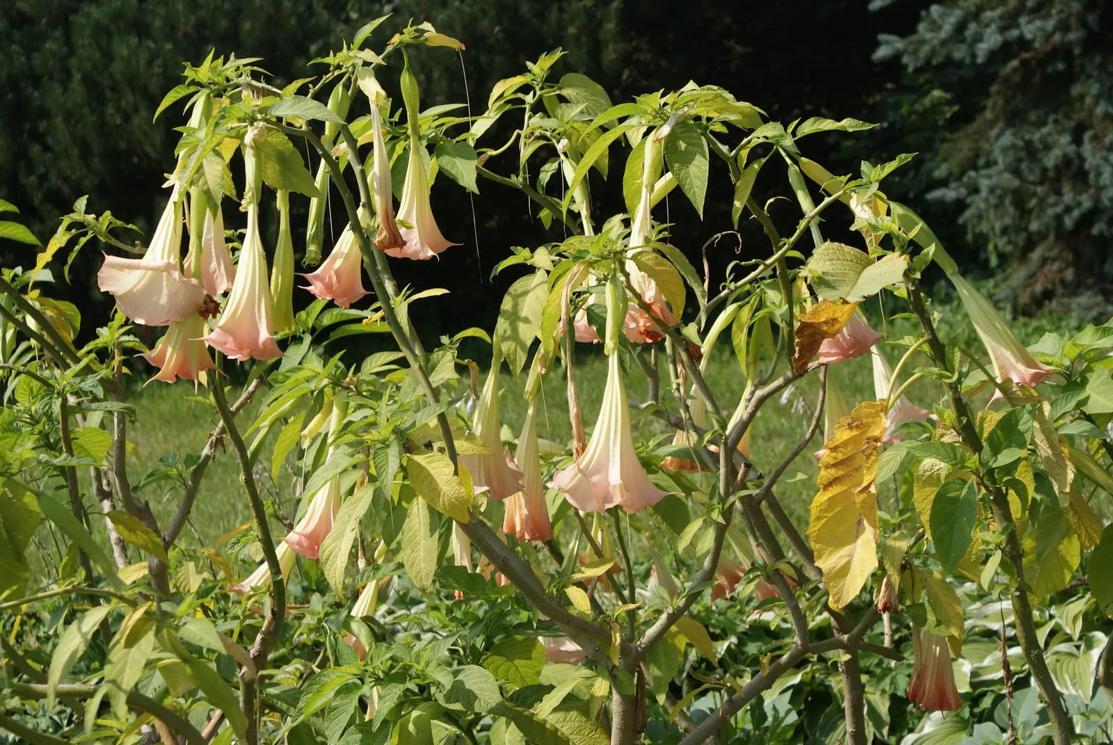 Angel's Trumpet (Brugmansia X 'Charles Grimaldi') — This perennial prefers full sun to partial shade and moist, well-drained soil; ideal for focal, image 55