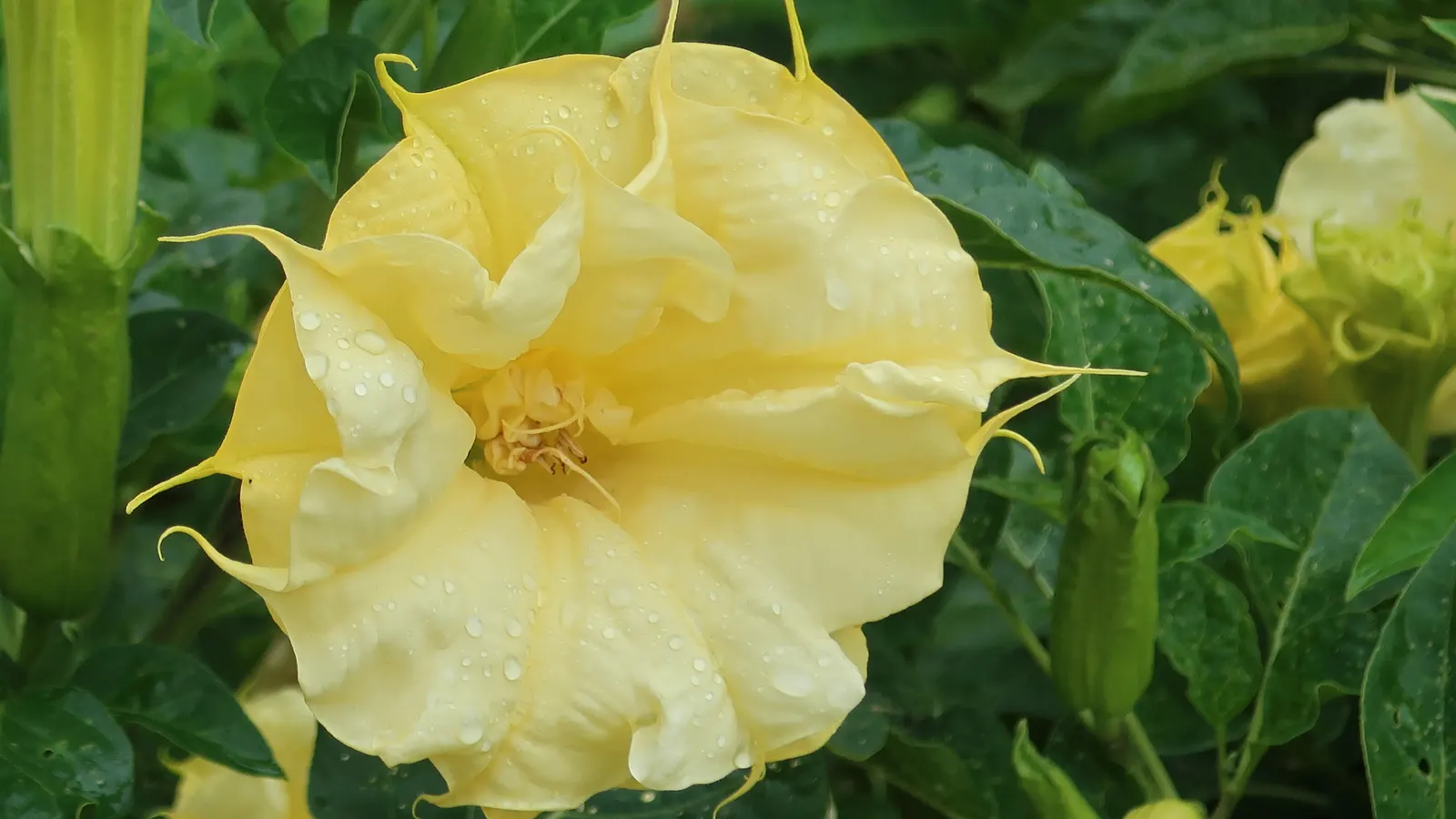 Angel's Trumpet (Brugmansia X 'Charles Grimaldi') — commonly known as Angel's Trumpet; in a stunning golden-yellow hue, image 51