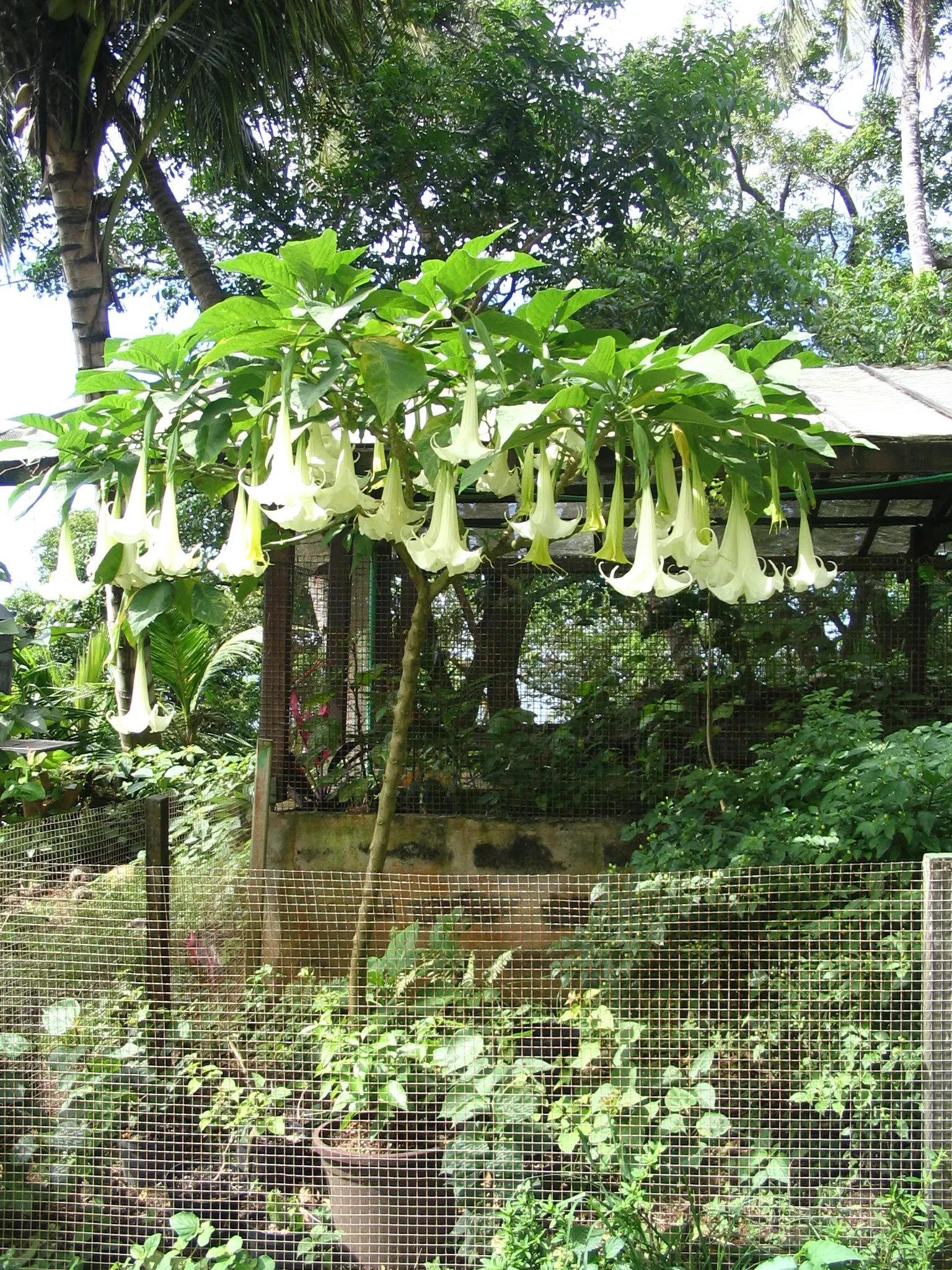 Angel's Trumpet (Brugmansia X 'Charles Grimaldi') — spade-shaped foliage that offers a lush backdrop to its floral showcase