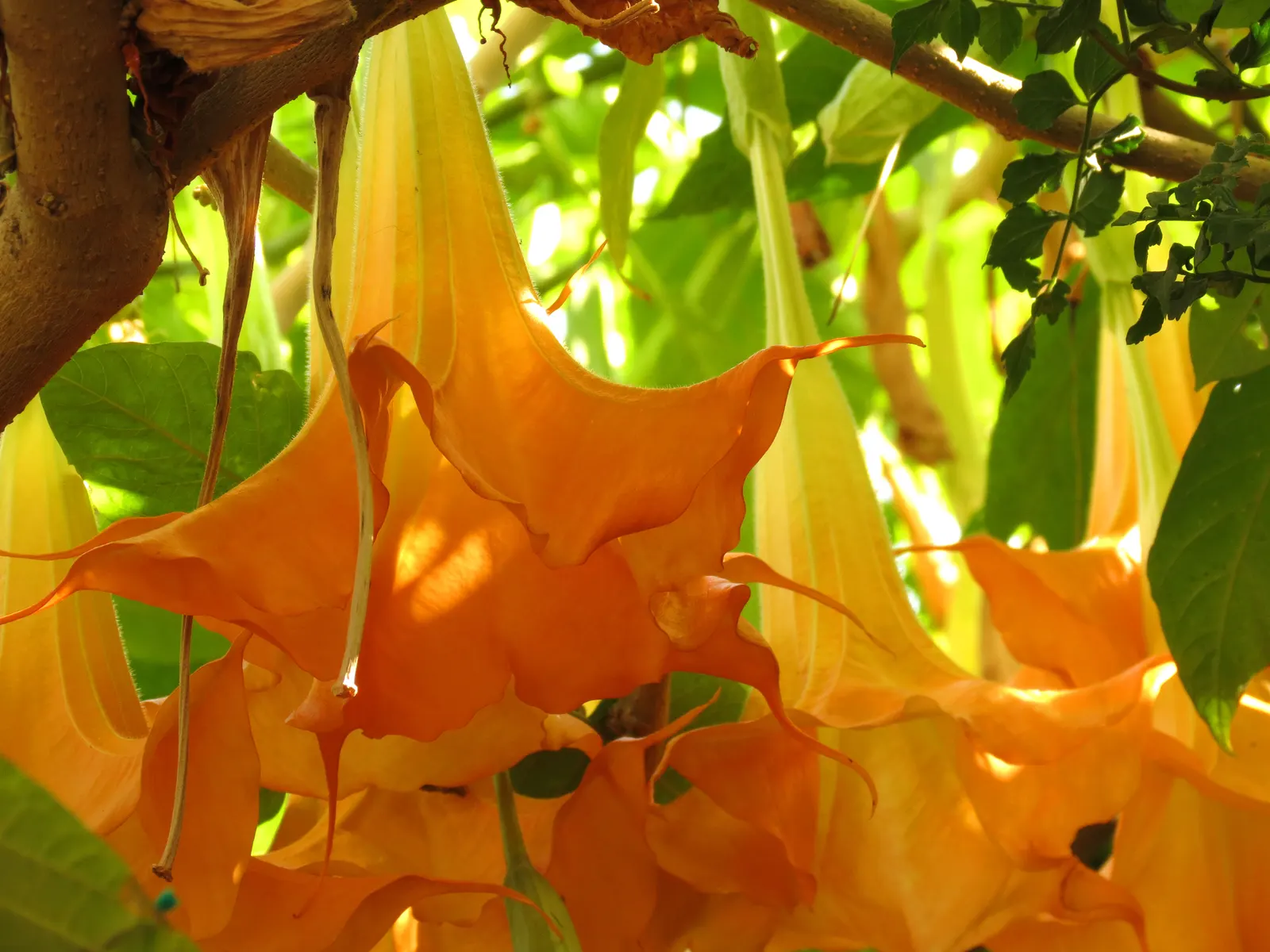 Angel's Trumpet (Brugmansia X 'Charles Grimaldi') — Handle with care, as all parts are toxic if ingested