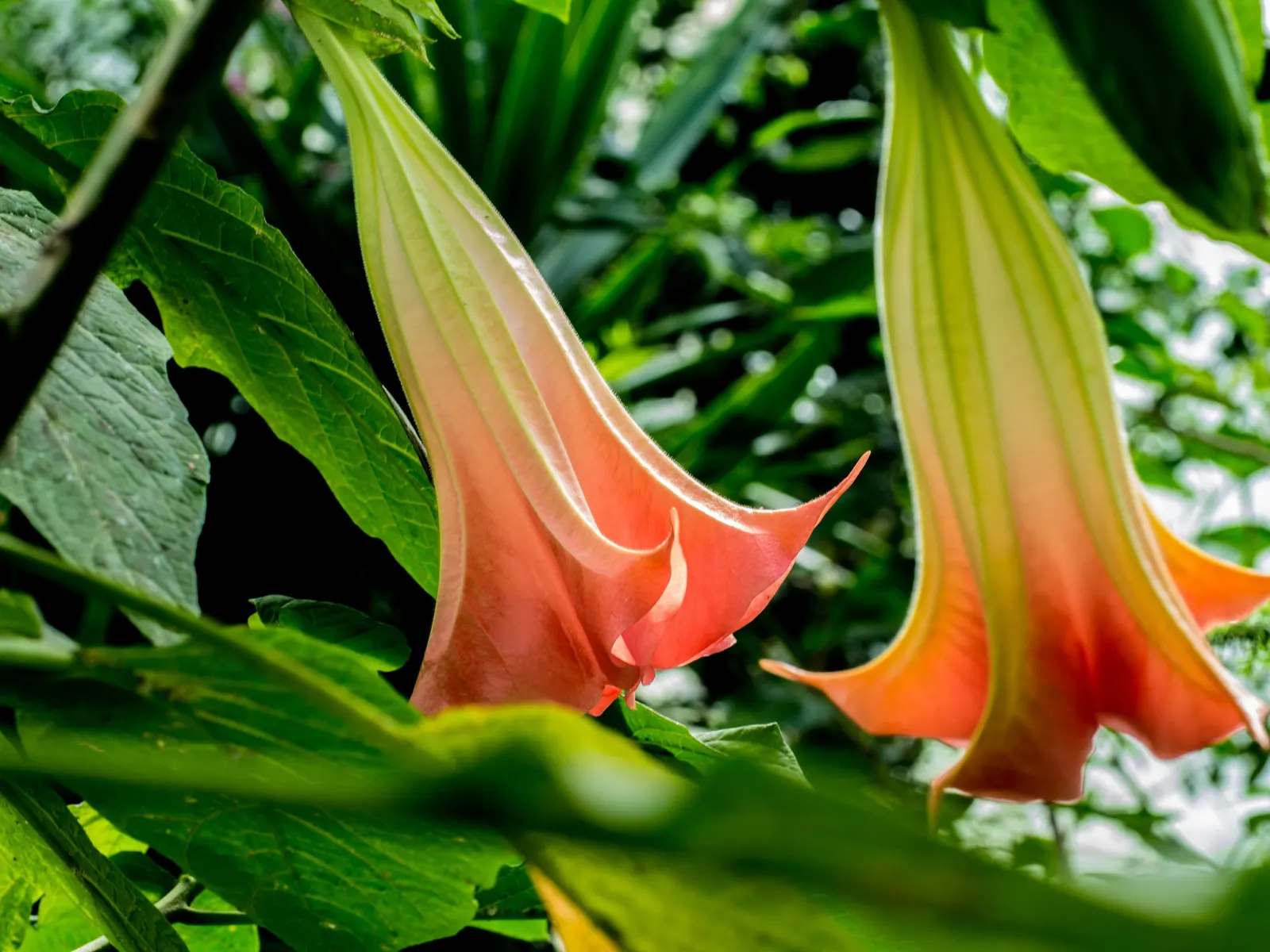 Angel's Trumpet (Brugmansia X 'Charles Grimaldi') — Typically reaching 8-10 feet in height