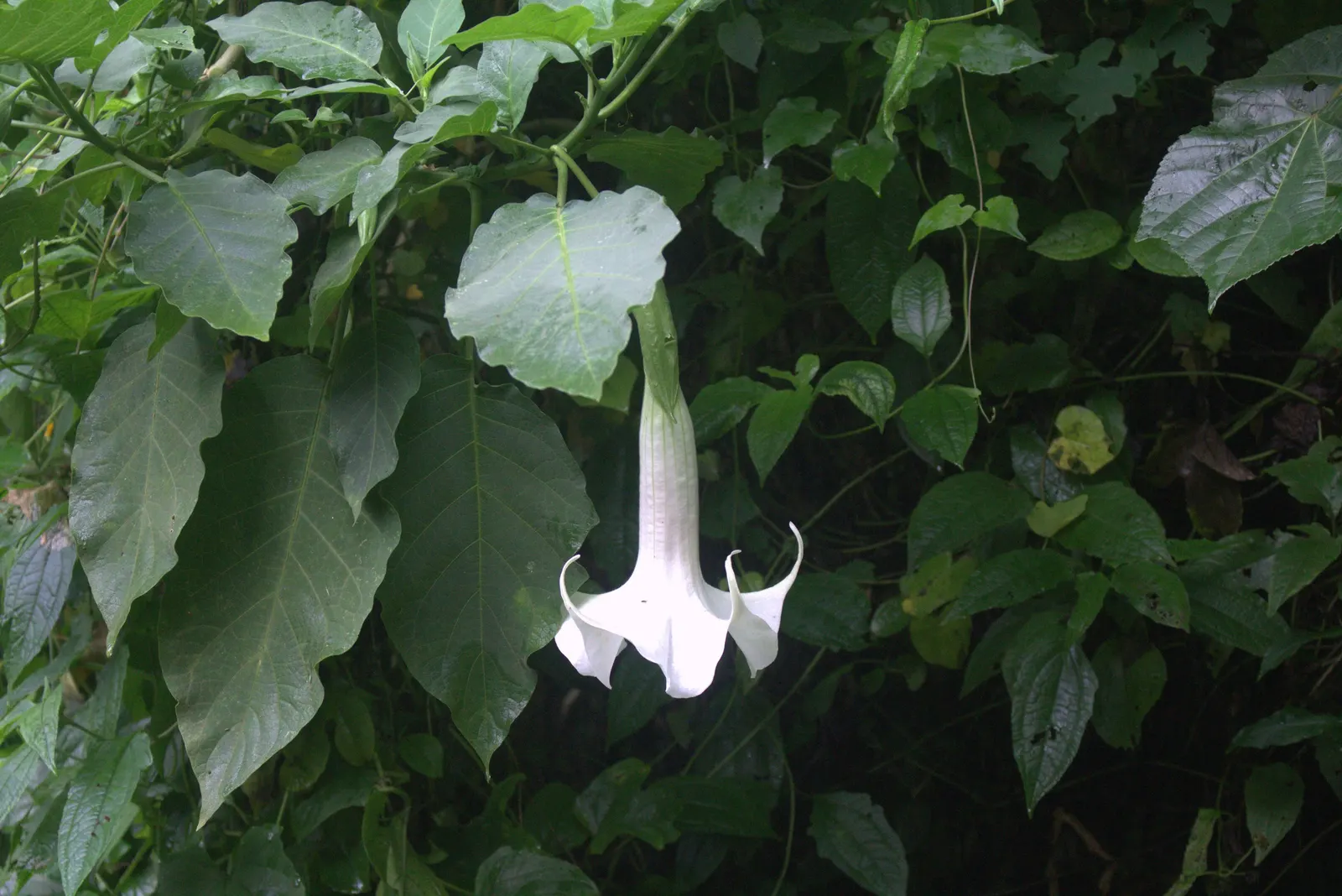 Angel's Trumpet (Brugmansia X 'Charles Grimaldi') — is a mesmerizing addition to any landscape
