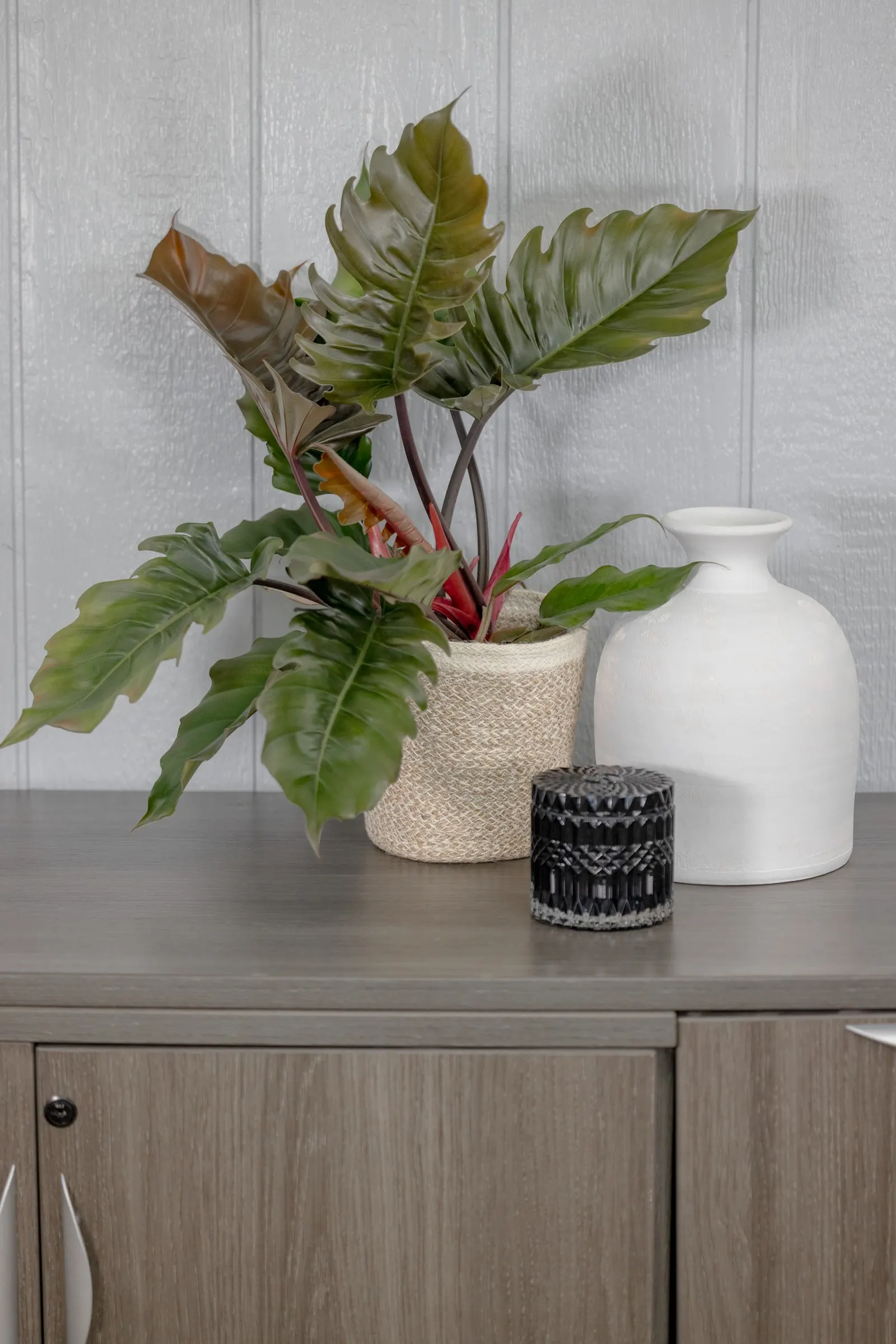 Zigzag™ Pluto (Philodendron hybrid) — The Philodendron hybrid is a sculptural houseplant with glossy