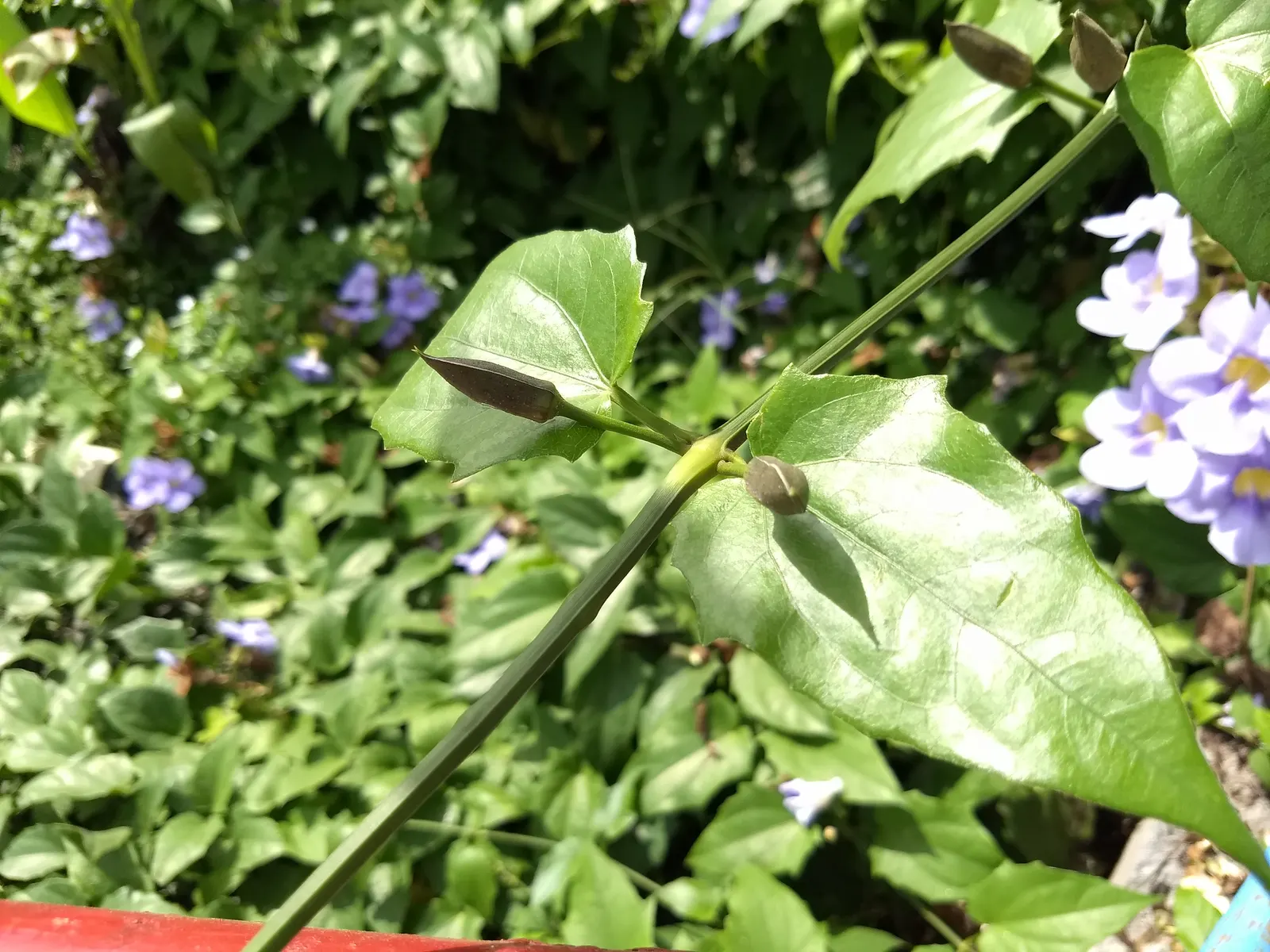 Sky Flower, Sky Vine (Thunbergia Grandiflora) — vine with blue and multi-colored and yellow blooms