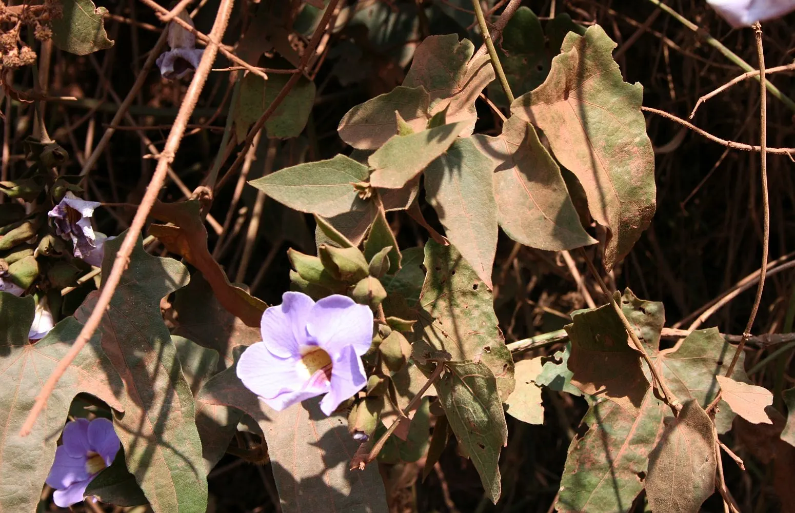Sky Flower, Sky Vine (Thunbergia Grandiflora) — with impressive blooms that can be up to 3 inches in diameter; each spanning up to 3 inches, image 90