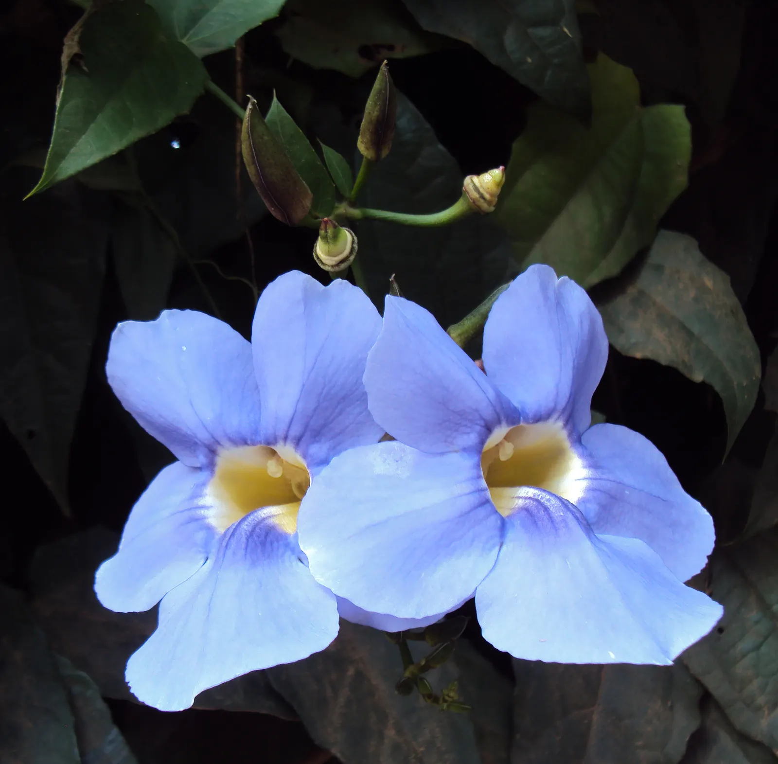 Sky Flower, Sky Vine (Thunbergia Grandiflora) — making it an ideal plant for creating lush; with a paler throat often marked by a yellow or white, image 73