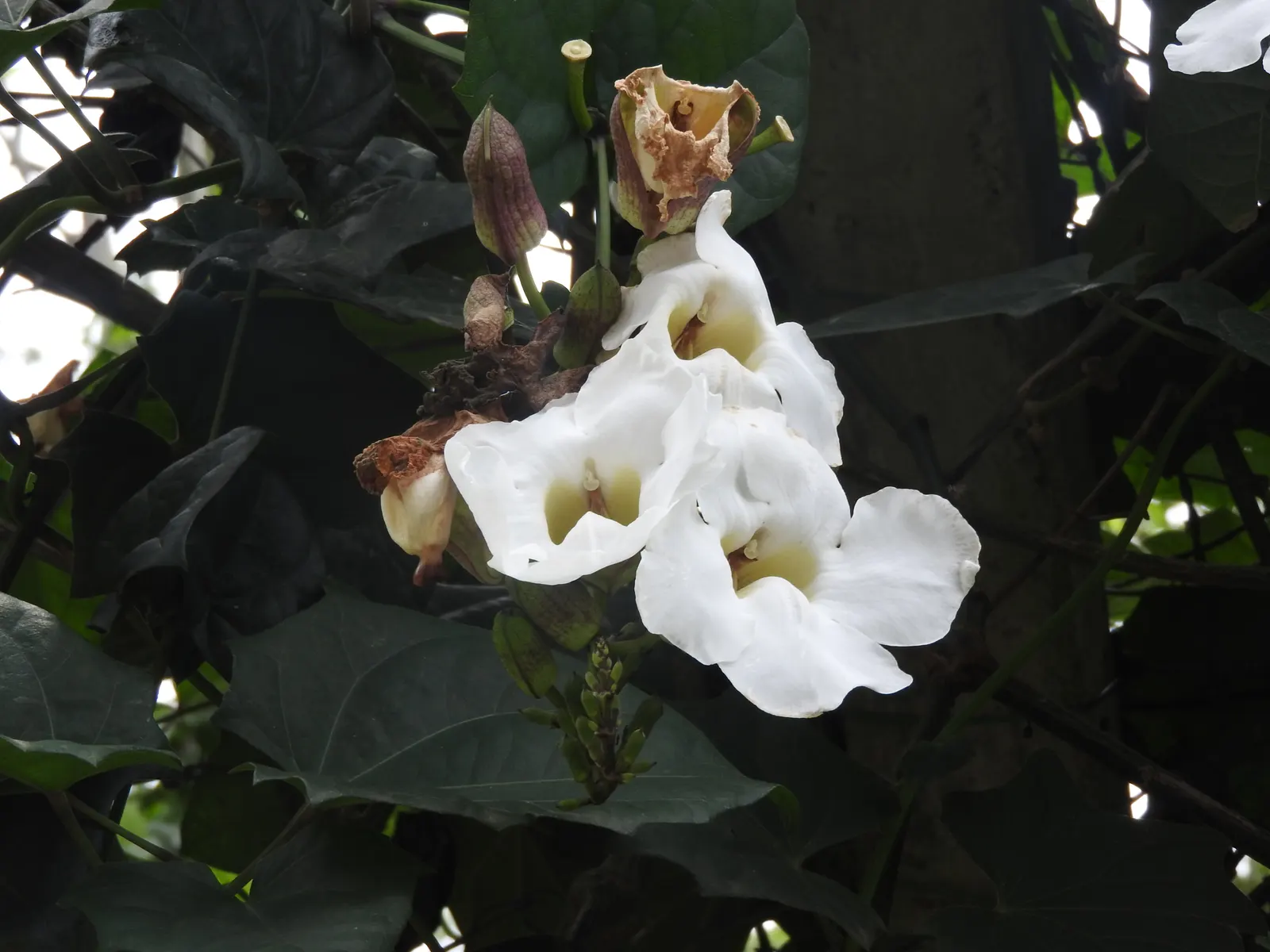 Sky Flower, Sky Vine (Thunbergia Grandiflora) — requiring well-draining soil and moderate watering; thunbergia grandiflora, commonly known as Sky, image 60