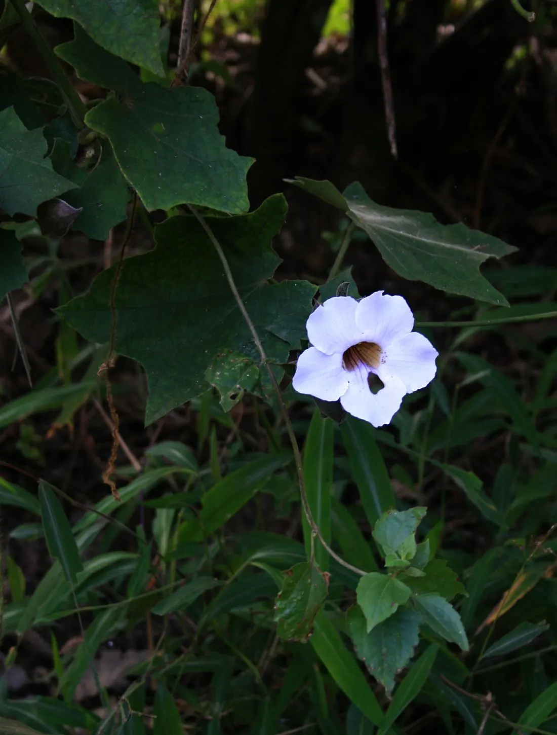 Sky Flower, Sky Vine (Thunbergia Grandiflora) — heart-shaped leaves and clusters of tubular flowers; to showcase its cascading nature.<br><br>The, image 80
