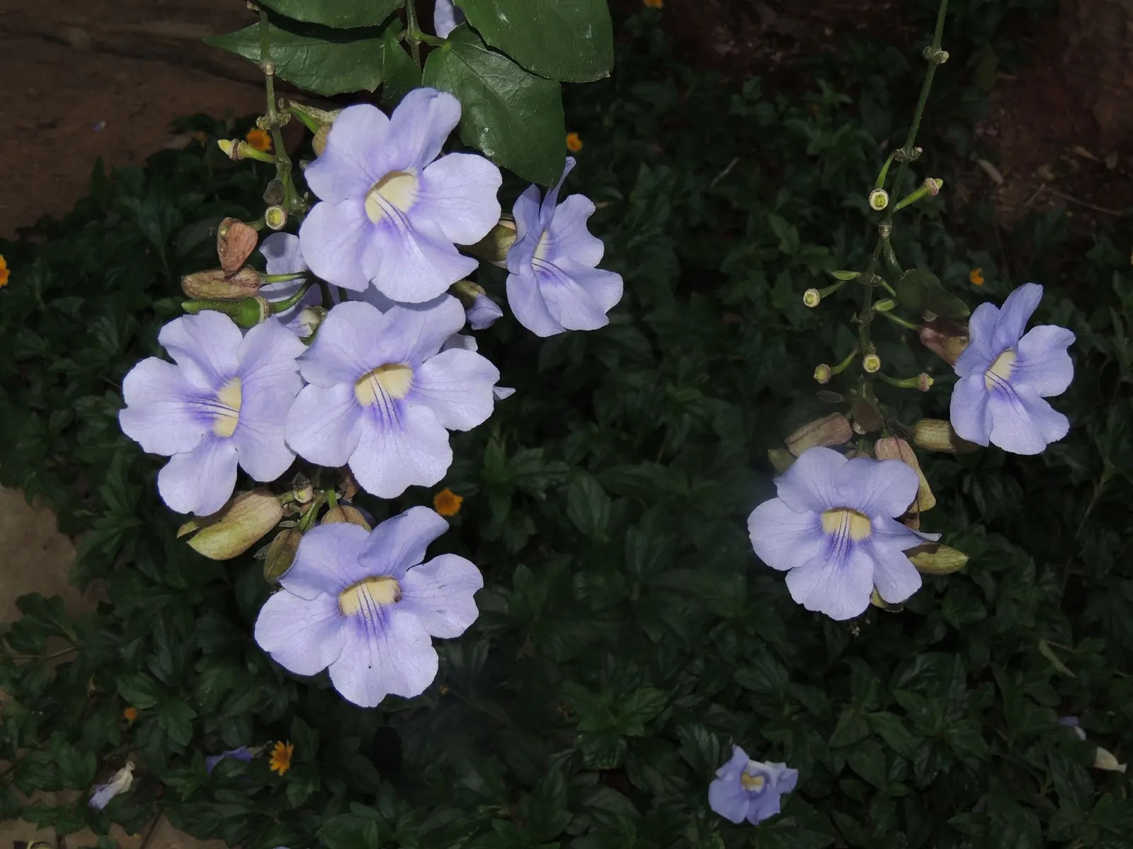 Sky Flower, Sky Vine (Thunbergia Grandiflora) — It's an excellent choice for adding height, privacy, and a splash of color to an outdoor space, image 75