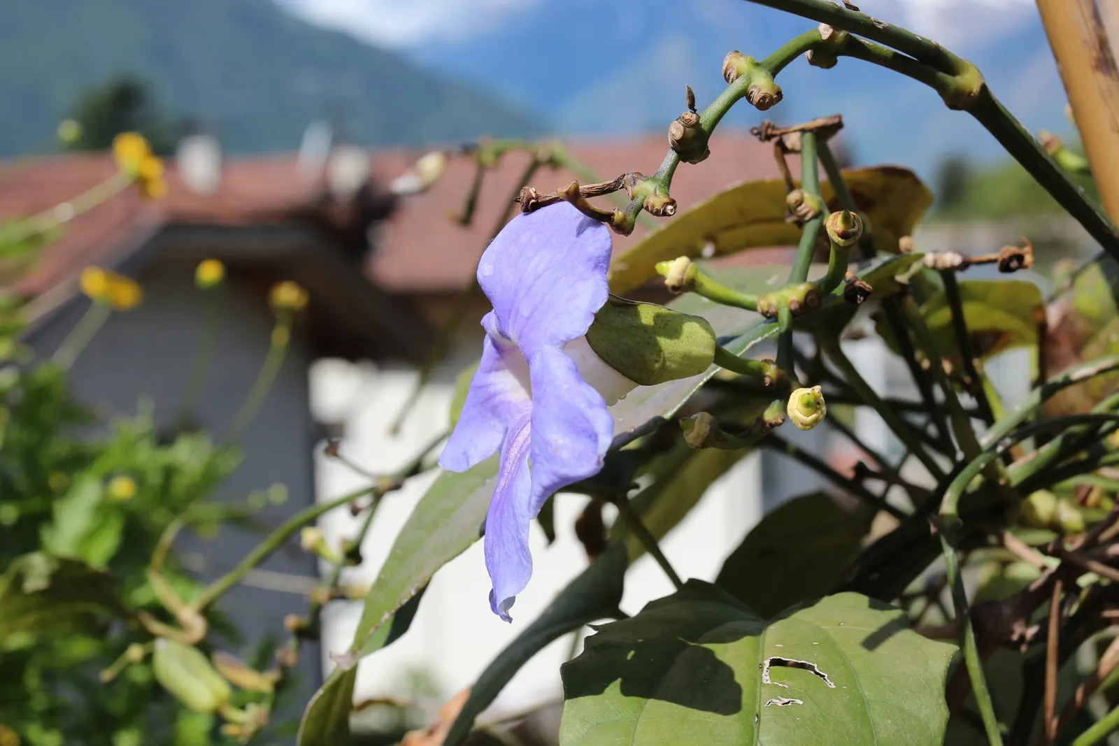 Sky Flower, Sky Vine (Thunbergia Grandiflora) — offering a verdant backdrop that remains evergreen in frost-free zones; ideal for trellises and, image 94