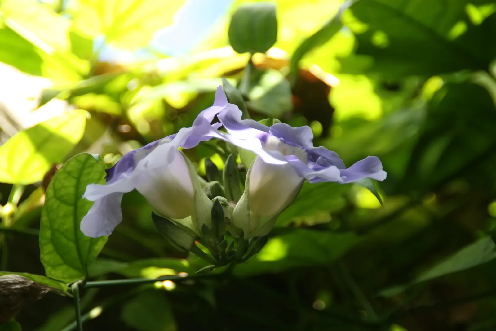 Sky Flower, Sky Vine (Thunbergia Grandiflora) — with a paler throat often marked by a yellow or white center