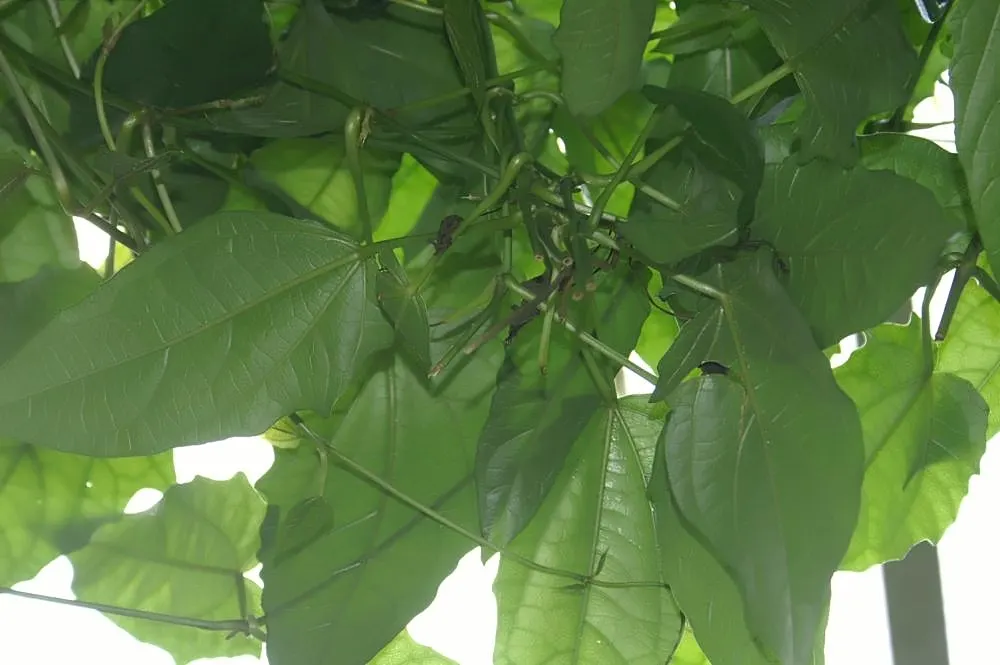 Sky Flower, Sky Vine (Thunbergia Grandiflora) — consider its robust growth and maintenance requirements; vine for full or half