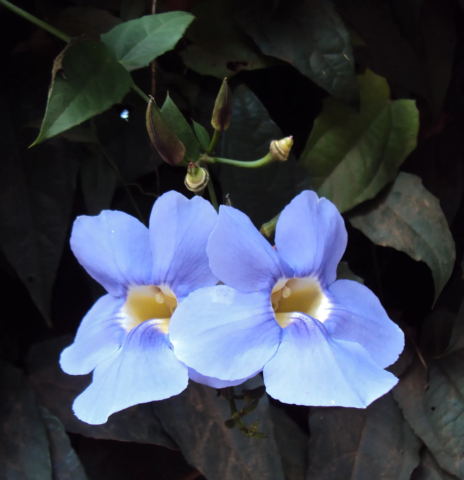 Sky Flower, Sky Vine (Thunbergia Grandiflora) — to showcase its cascading nature.<br><br>The Sky Vine's hallmark feature is its striking floral display