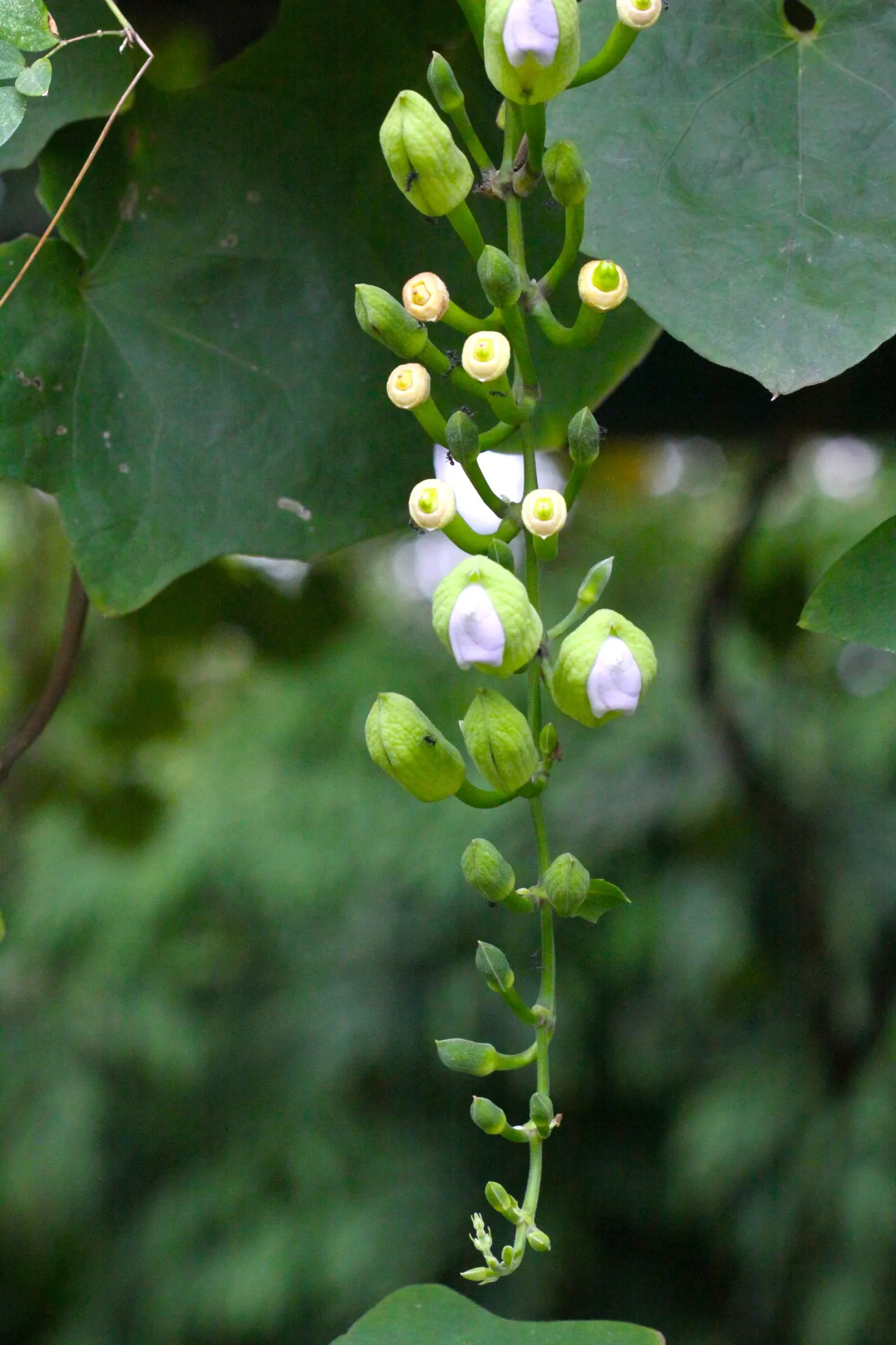 Sky Flower, Sky Vine (Thunbergia Grandiflora) — Preferring full sun to partial shade; these flowers exhibit a captivating shade of sky-blue to light violet