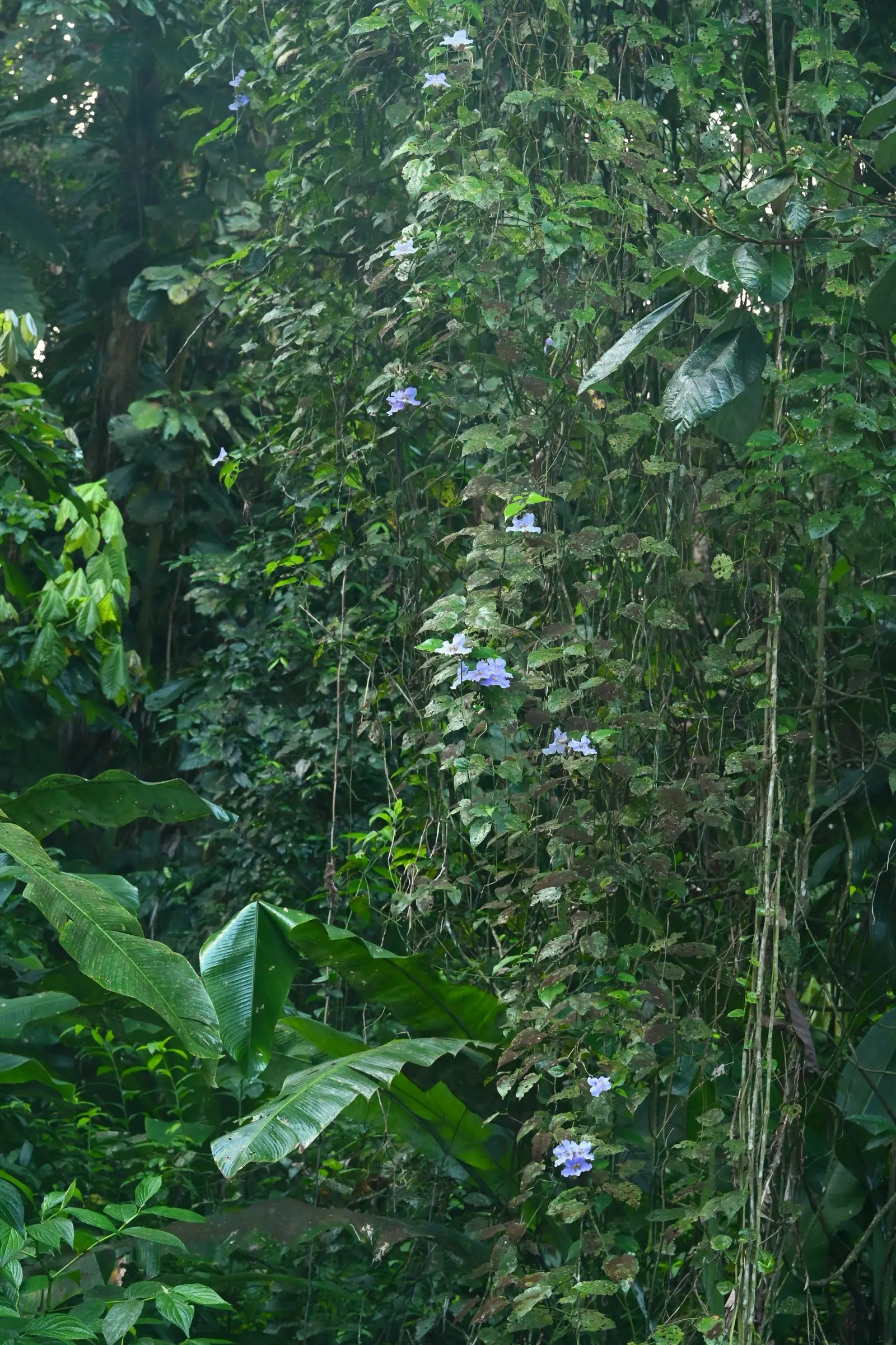 Sky Flower, Sky Vine (Thunbergia Grandiflora) — hued in vibrant azure with a pale yellow throat; vine with blue and multi-colored and yellow blooms, image 82