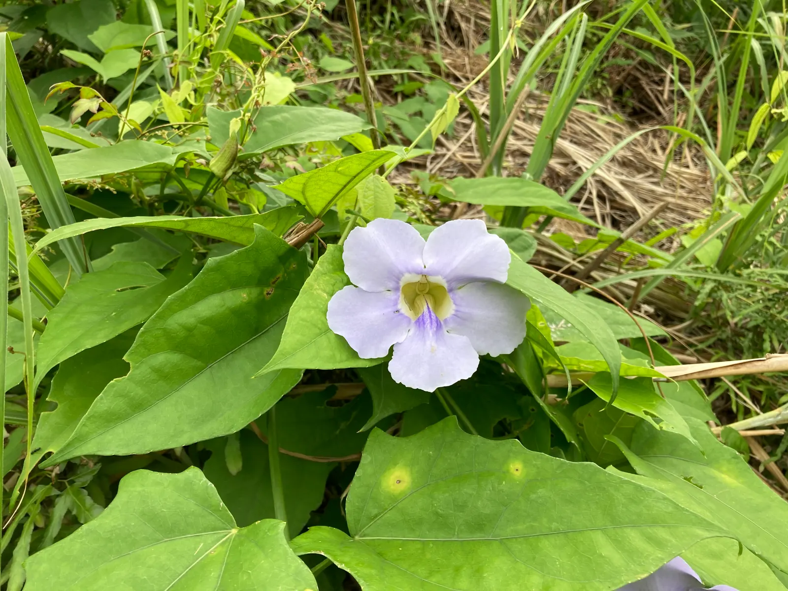 Sky Flower, Sky Vine (Thunbergia Grandiflora) — commonly referred to as the Sky Vine or Sky Flower; requiring well-draining soil and moderate watering
