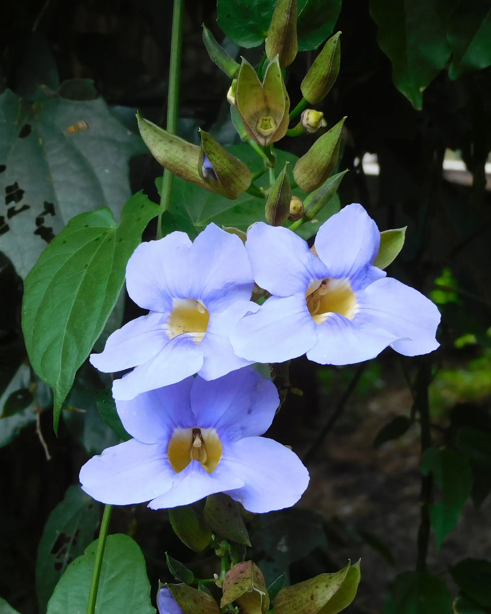 Sky Flower, Sky Vine (Thunbergia Grandiflora) — with impressive blooms that can be up to 3 inches in diameter; each spanning up to 3 inches, image 64