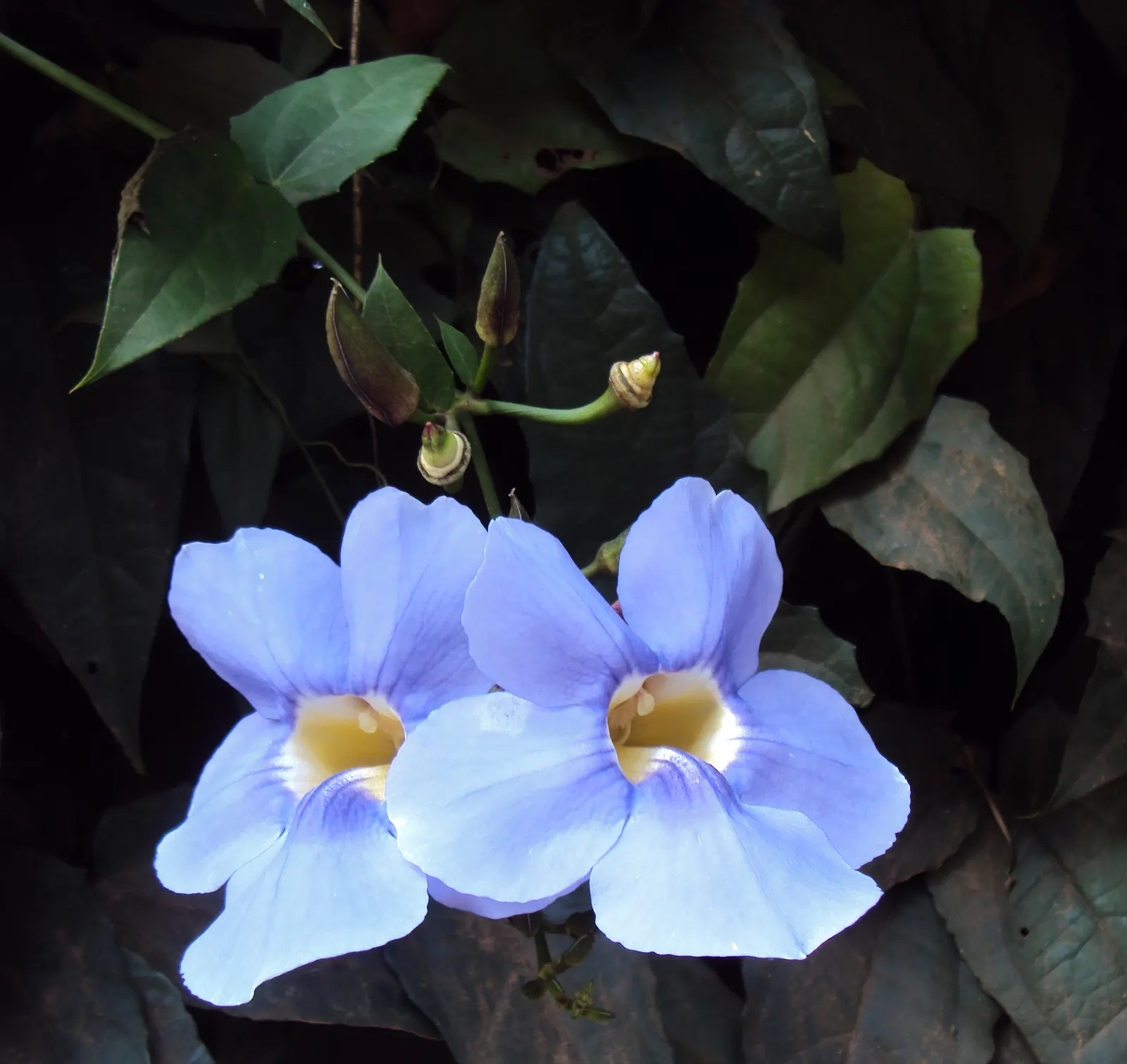Sky Flower, Sky Vine (Thunbergia Grandiflora) — making it an ideal plant for creating lush; with a paler throat often marked by a yellow or white center