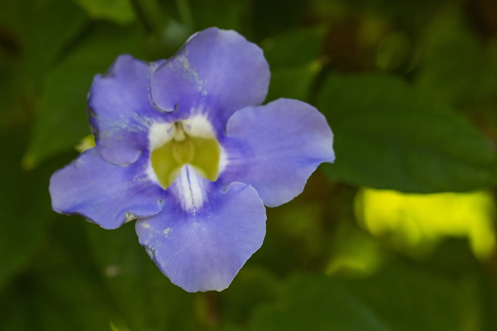 Sky Flower, Sky Vine (Thunbergia Grandiflora) — Ample watering is essential during hot weather; however